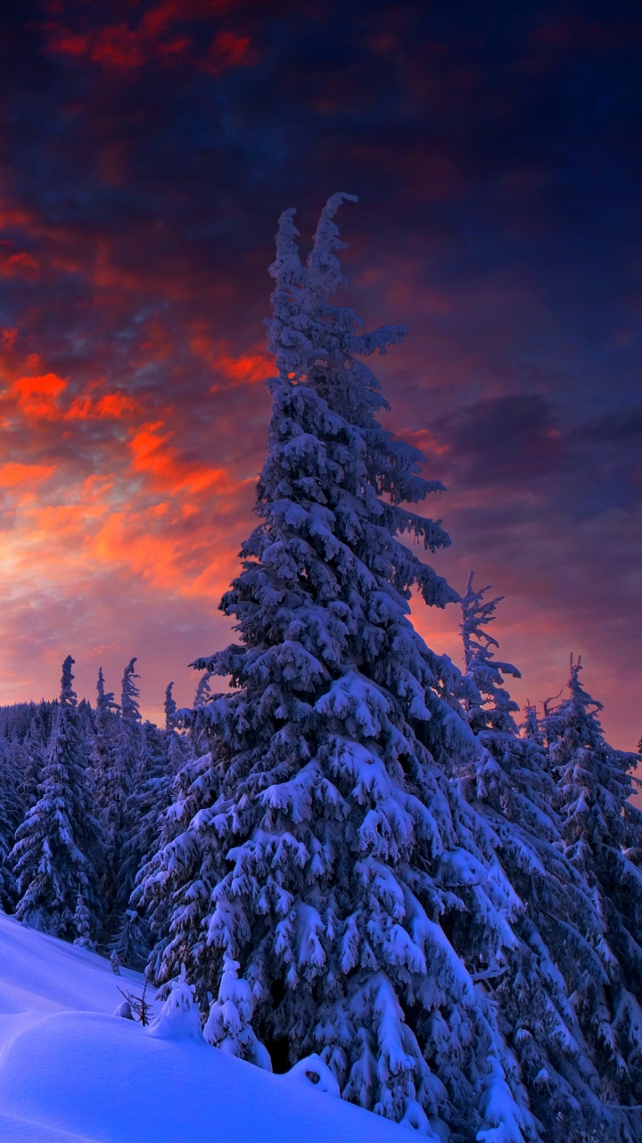 Snow Covered Pine Trees on Desert Under Cloudy Sky During Daytime. Wallpaper in 720x1280 Resolution
