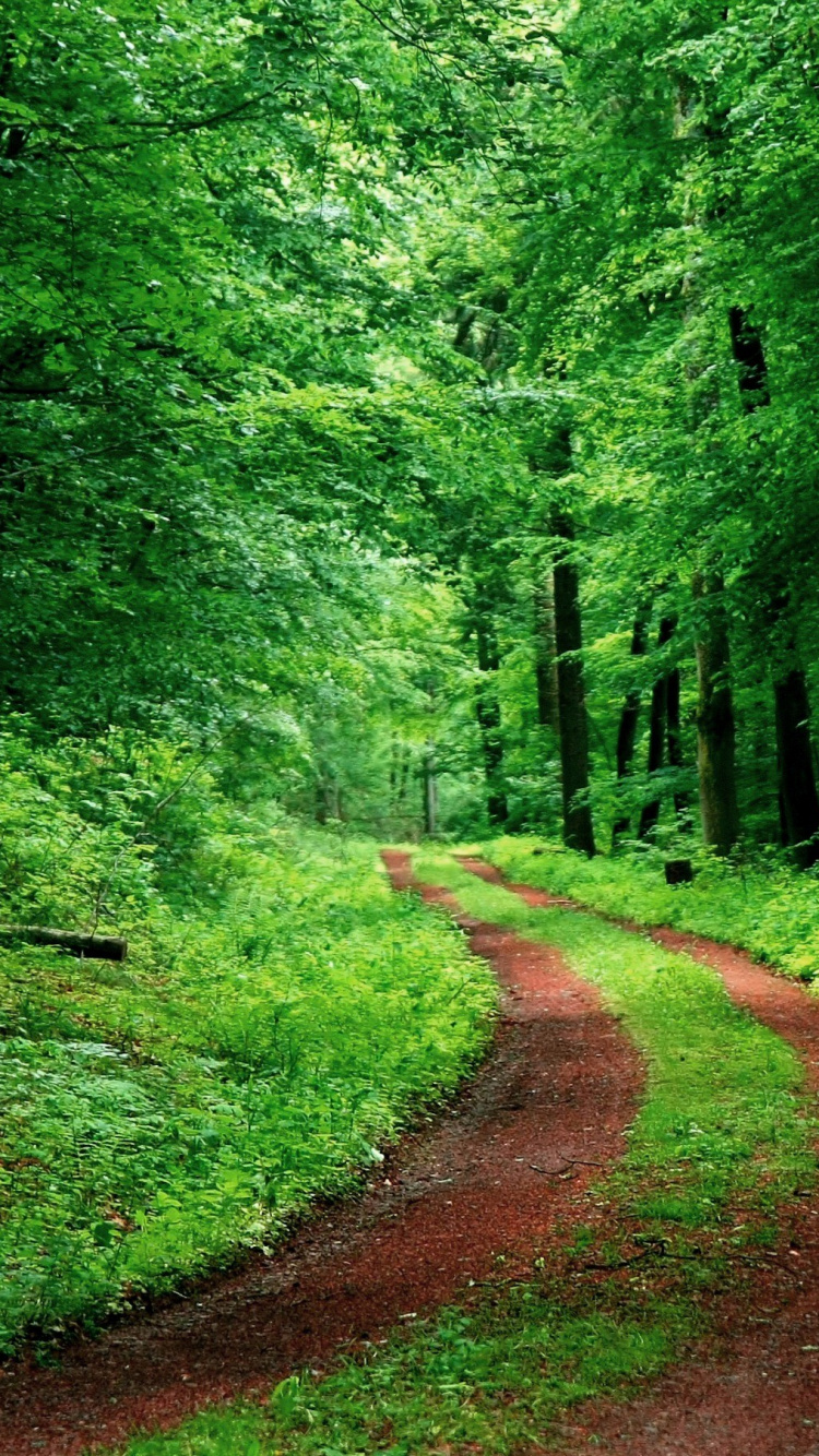 Brauner Feldweg Zwischen Grünen Bäumen Tagsüber. Wallpaper in 750x1334 Resolution