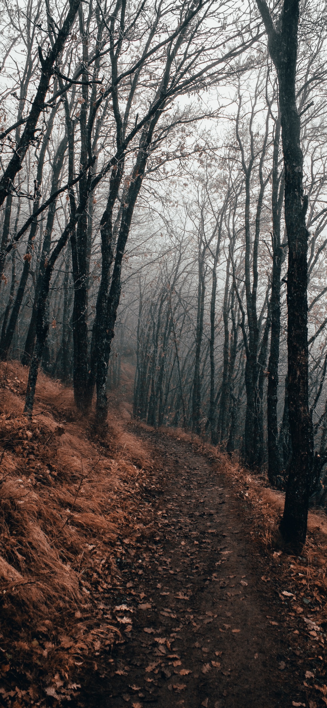 Baum, Wald, Natur, Naturlandschaft, Natürlichen Umgebung. Wallpaper in 1125x2436 Resolution