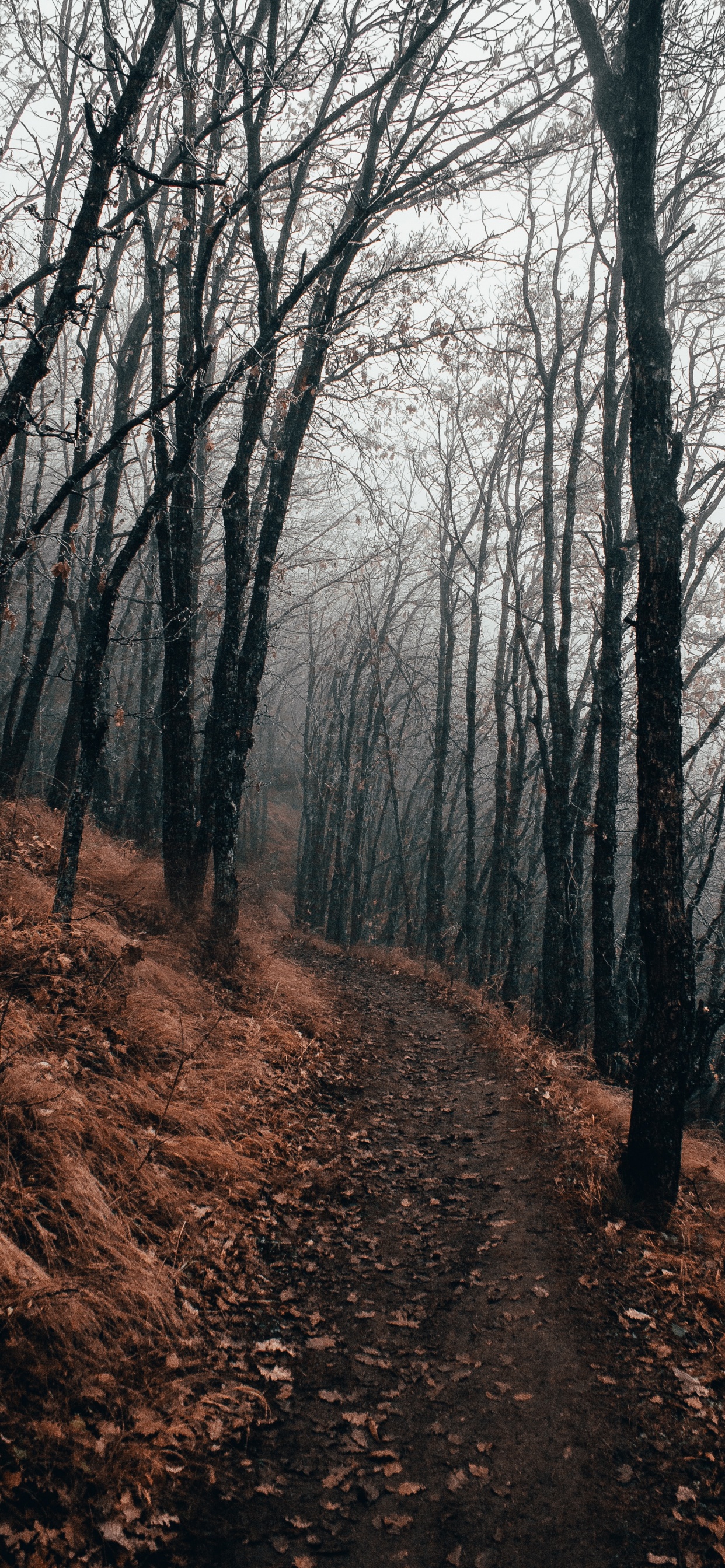 Forêt, Woodland, Nature, Paysage Naturel, Environnement Naturel. Wallpaper in 1242x2688 Resolution