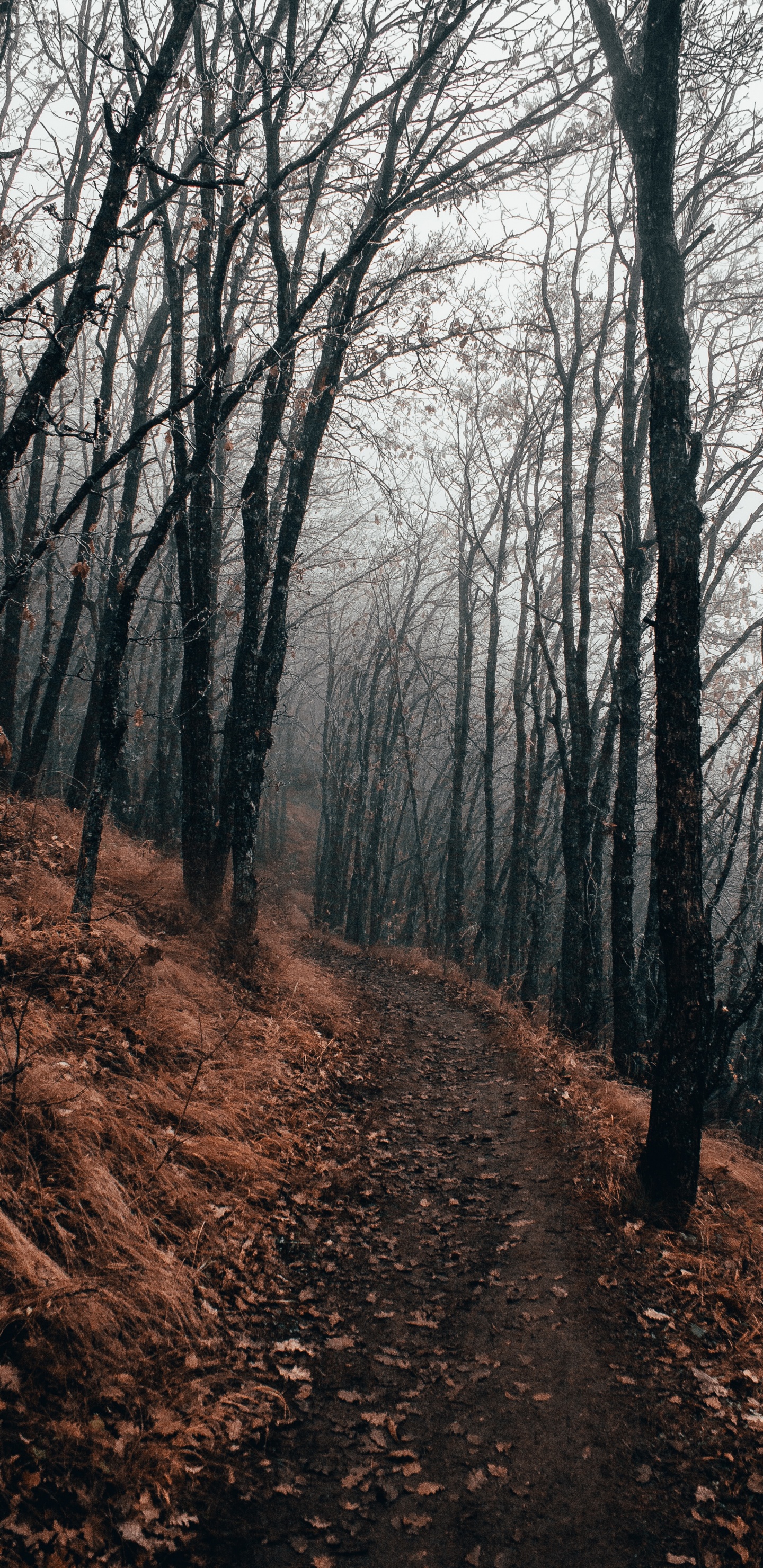 Bosque, Naturaleza, Paisaje Natural, Entorno Natural, Sendero. Wallpaper in 1440x2960 Resolution