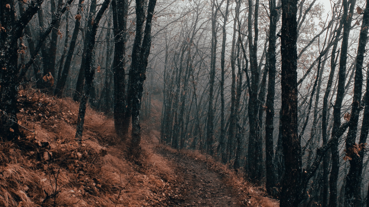 Tree, Forest, Woodland, Nature, Natural Landscape. Wallpaper in 1280x720 Resolution