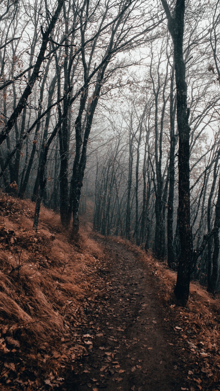 Tree, Forest, Woodland, Nature, Natural Landscape. Wallpaper in 720x1280 Resolution