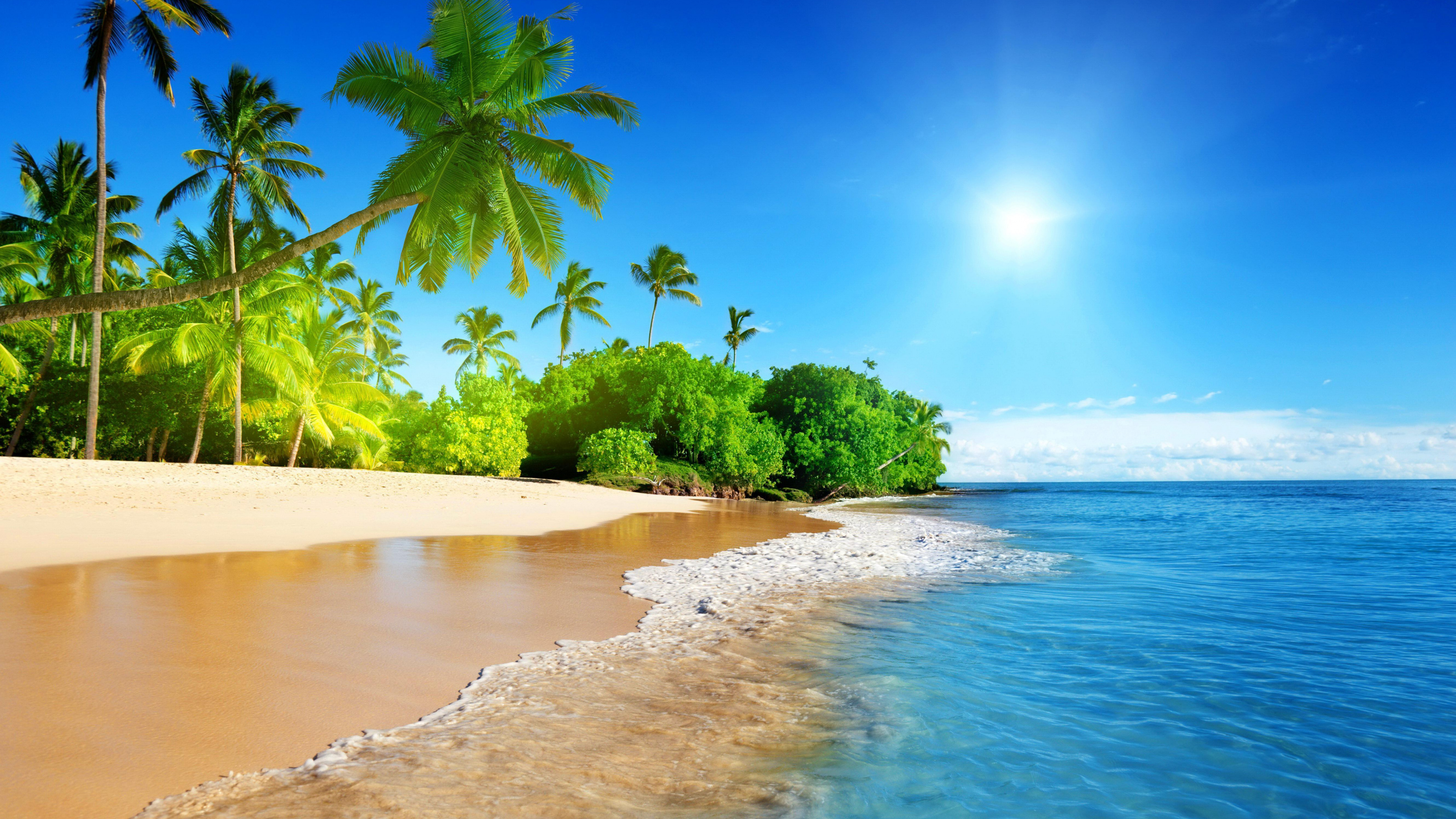 Palmiers Verts Sur la Plage Pendant la Journée. Wallpaper in 3840x2160 Resolution