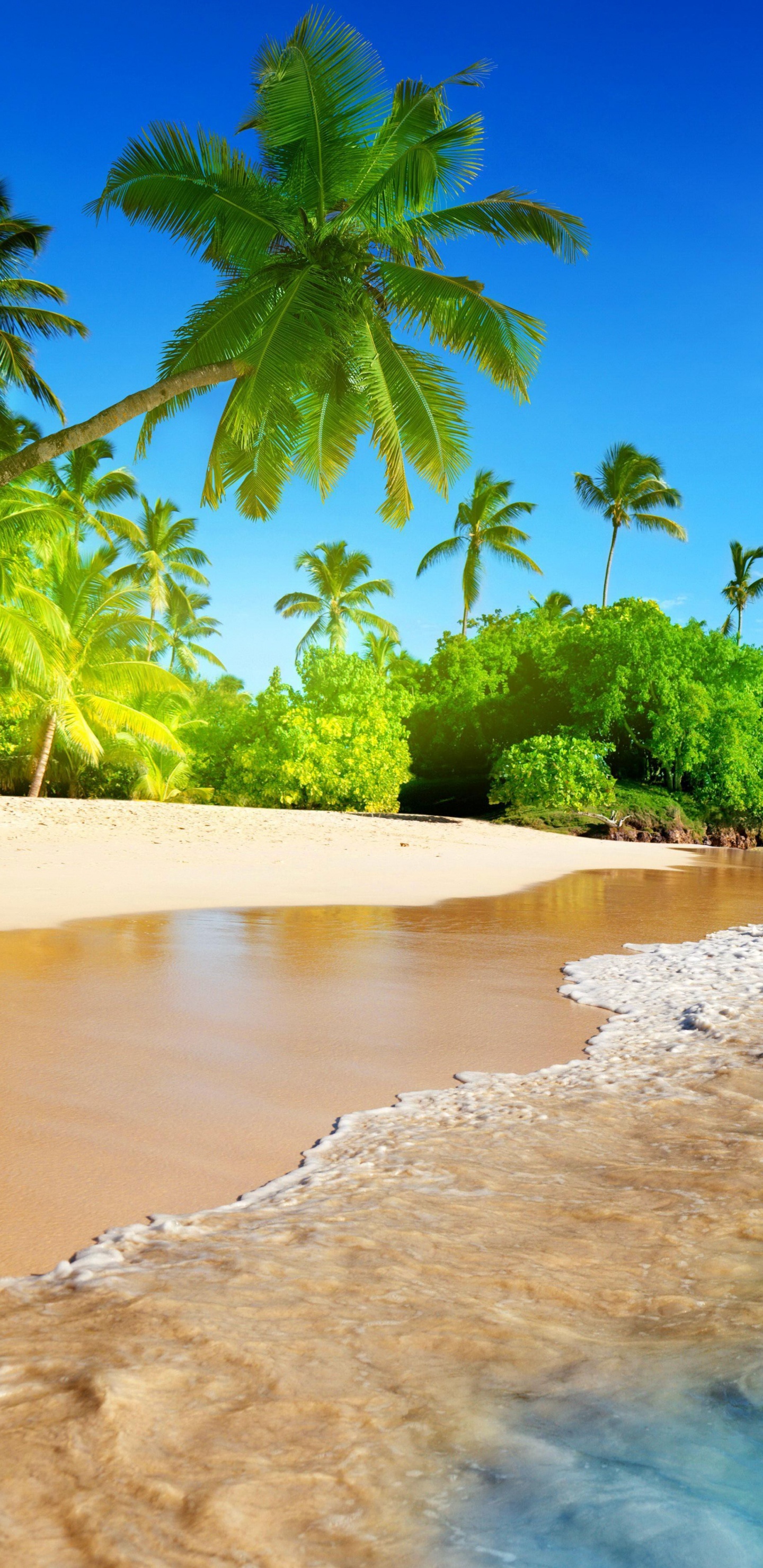 Green Palm Trees on Beach During Daytime. Wallpaper in 1440x2960 Resolution