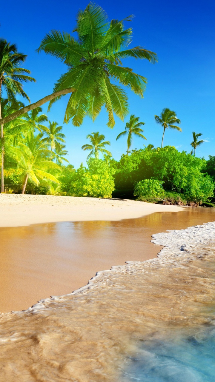 Green Palm Trees on Beach During Daytime. Wallpaper in 720x1280 Resolution