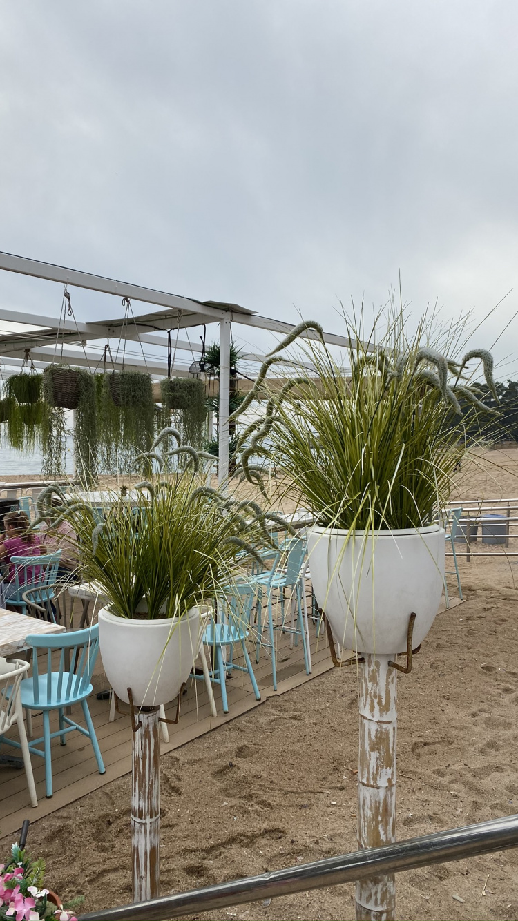 Baum, Biologie, Wissenschaft, Möbel, Tabelle. Wallpaper in 750x1334 Resolution