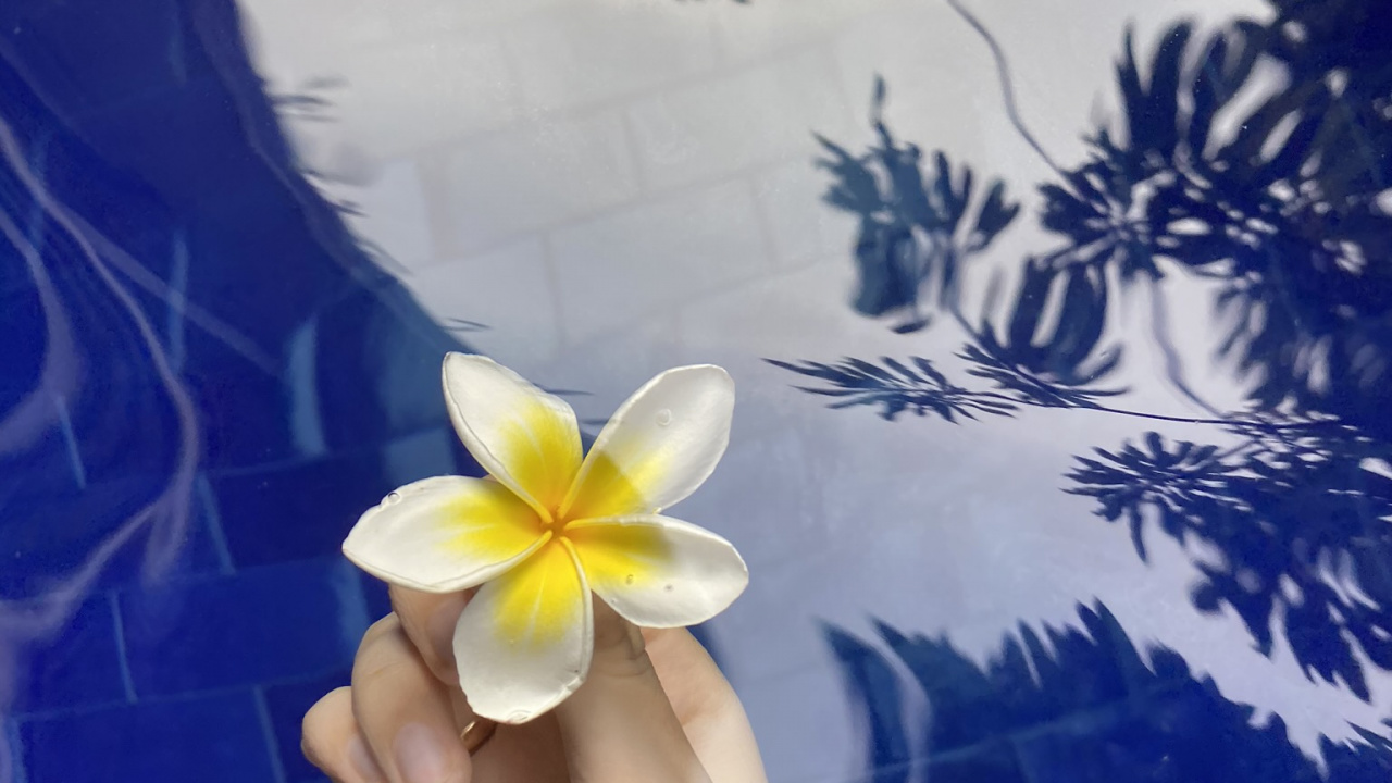 Azul Majorelle, Pétalo, Frangipani, la Floración de la Planta, Planta Acuática. Wallpaper in 1280x720 Resolution