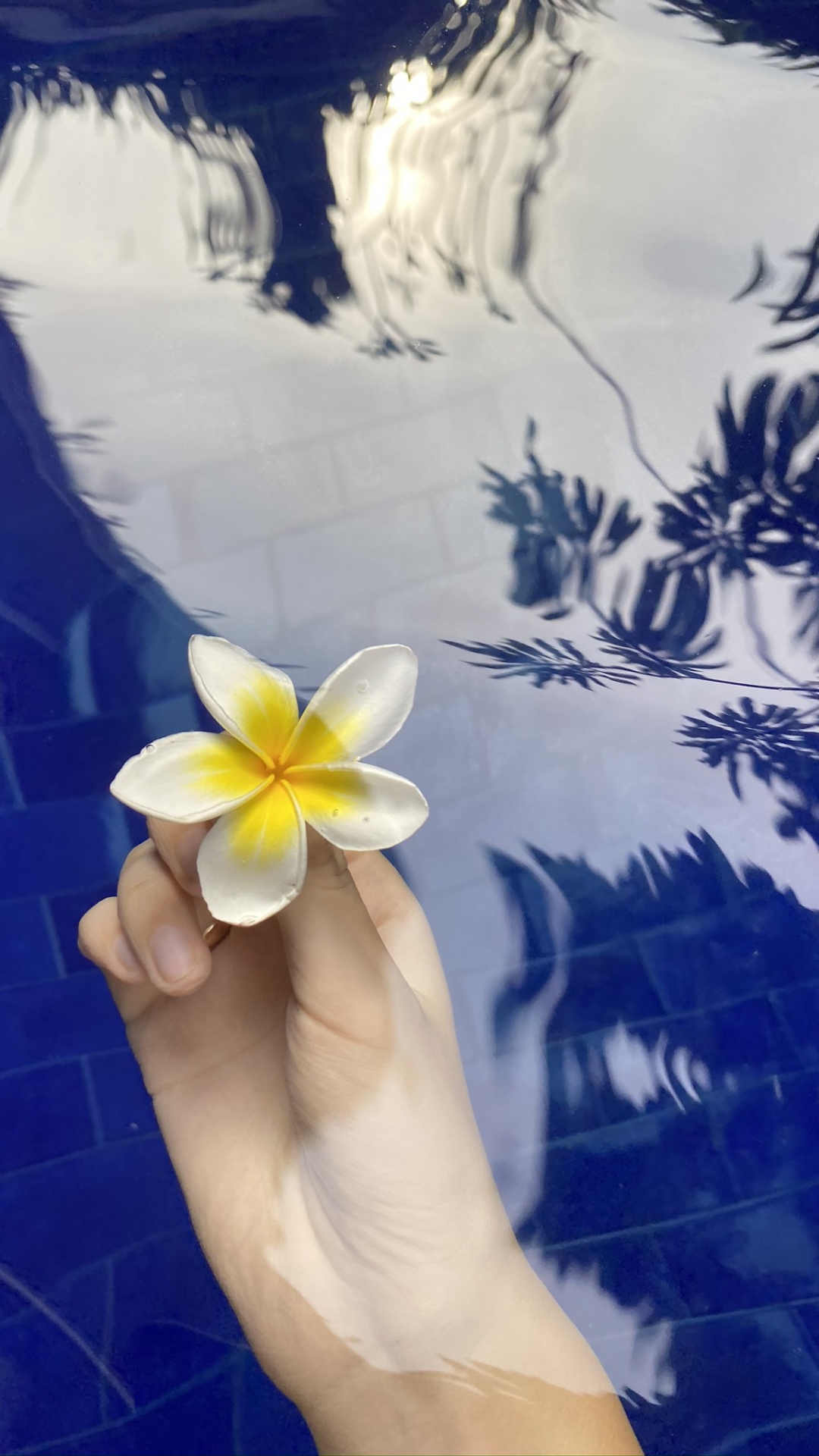 Flower, Majorelle Blue, Petal, Frangipani, Flowering Plant. Wallpaper in 1080x1920 Resolution