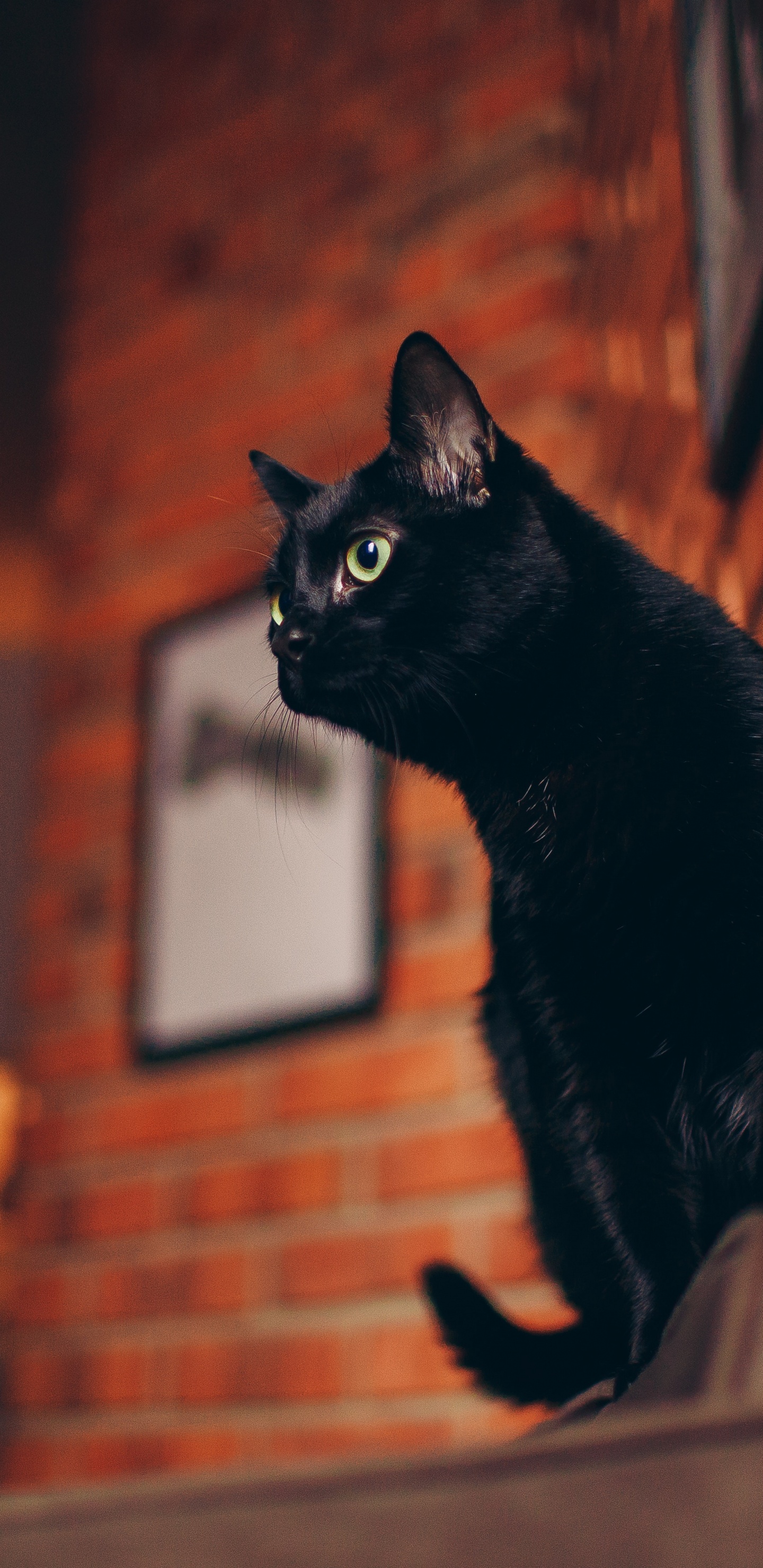 Black Cat, Cat, White Cat, Bicolor Cat, Cat Furniture. Wallpaper in 1440x2960 Resolution