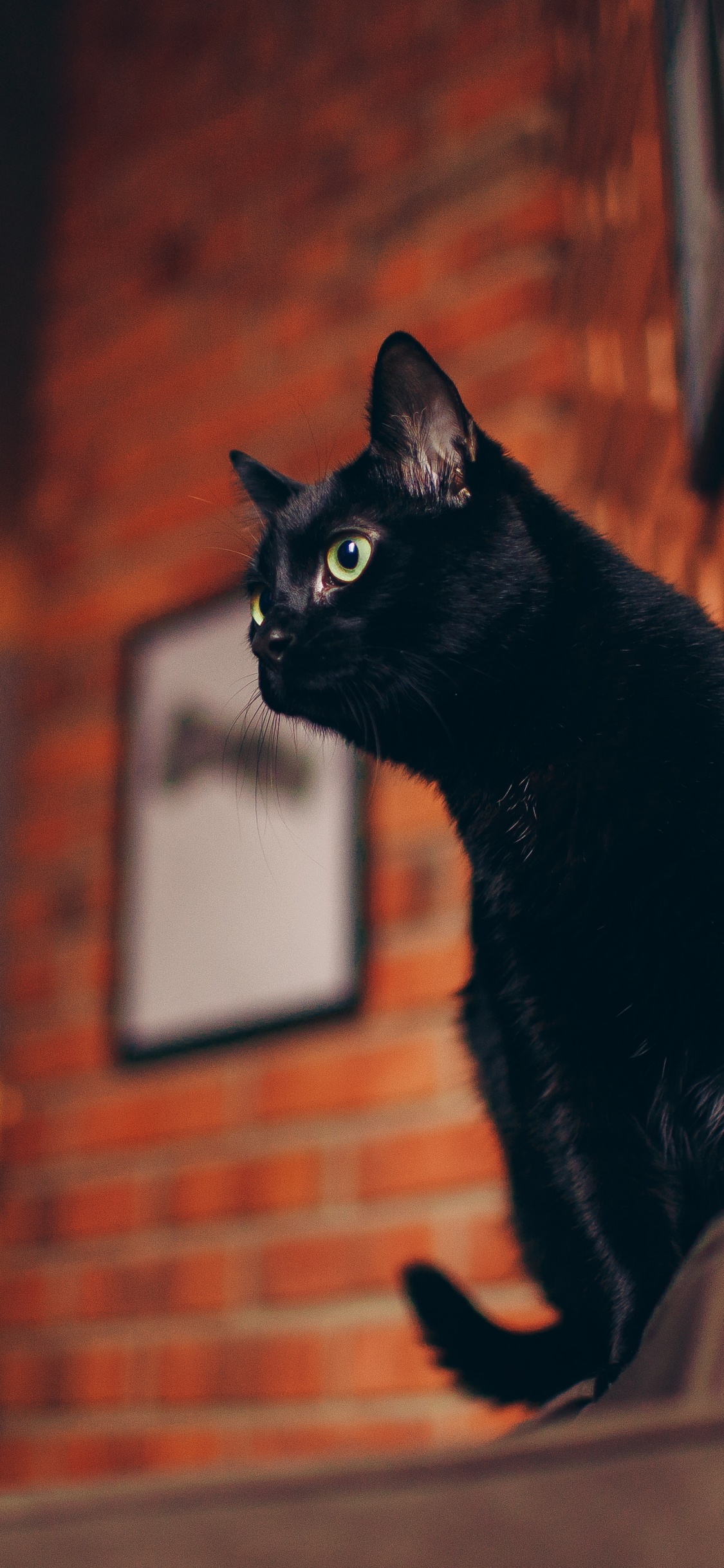 Gato Negro, Gato, Gato Blanco, Bicolor Gato, Muebles Para Gatos. Wallpaper in 1125x2436 Resolution