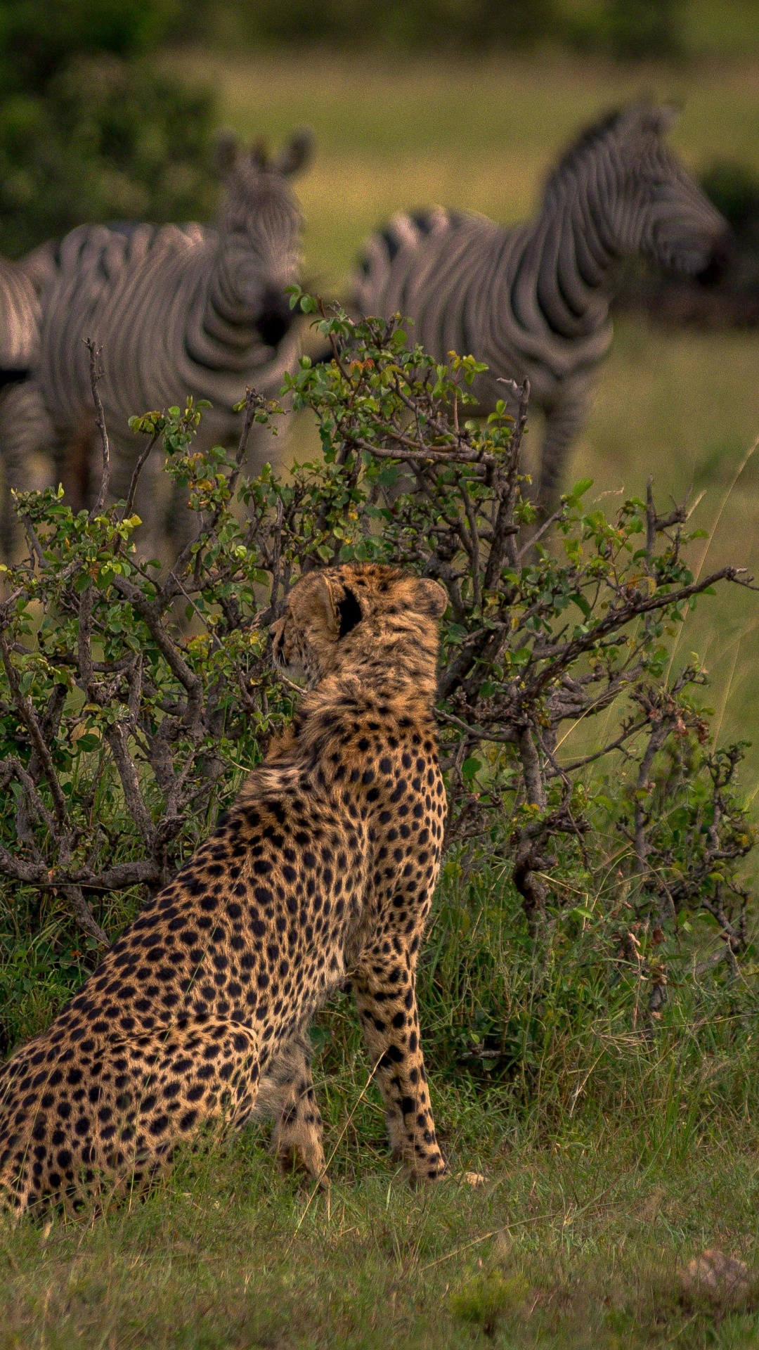 Zebra Auf Der Grünen Wiese Tagsüber. Wallpaper in 1080x1920 Resolution