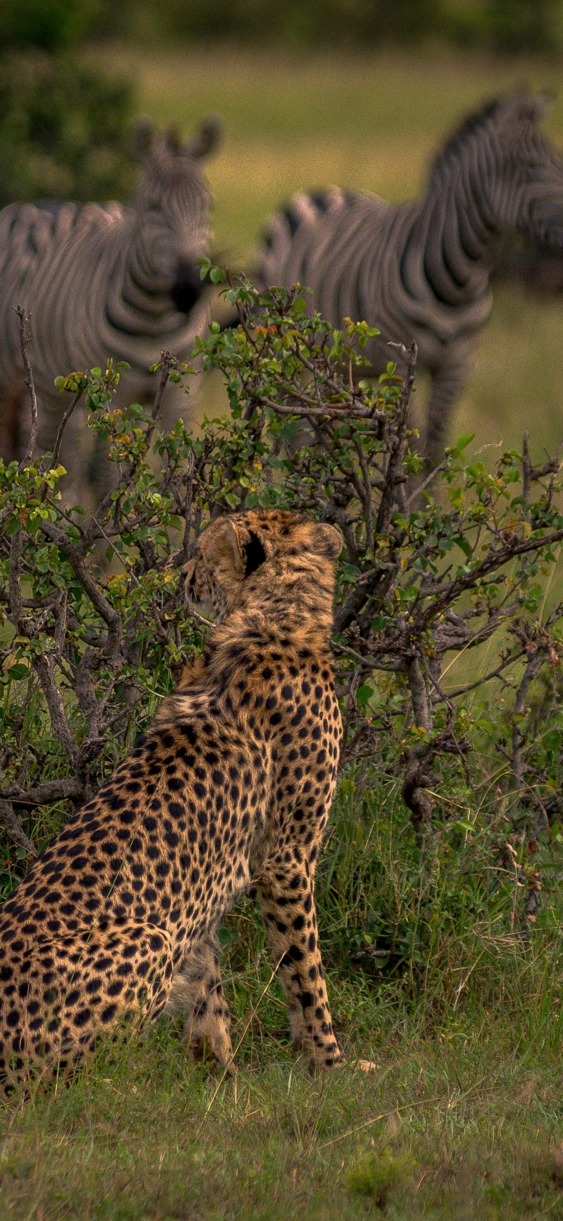 Zebra Auf Der Grünen Wiese Tagsüber. Wallpaper in 1125x2436 Resolution