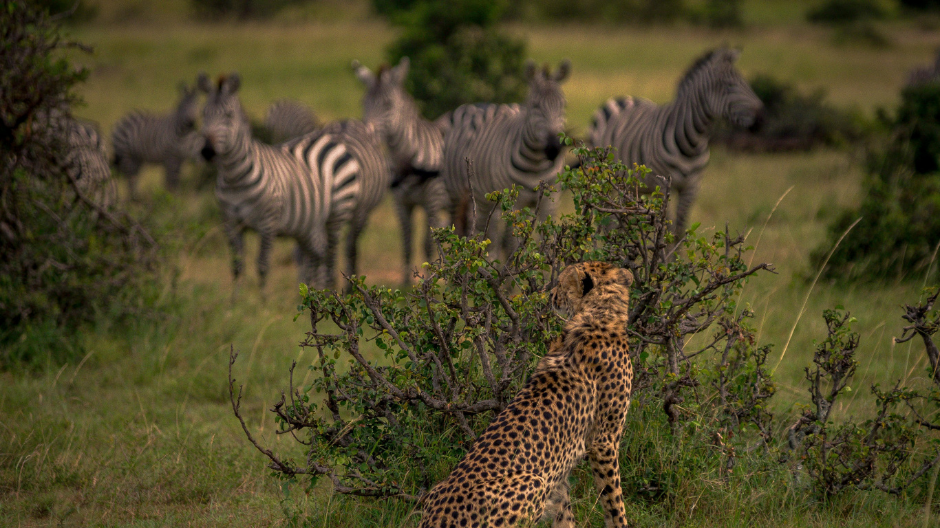 Zebra on Green Grass Field During Daytime. Wallpaper in 1366x768 Resolution