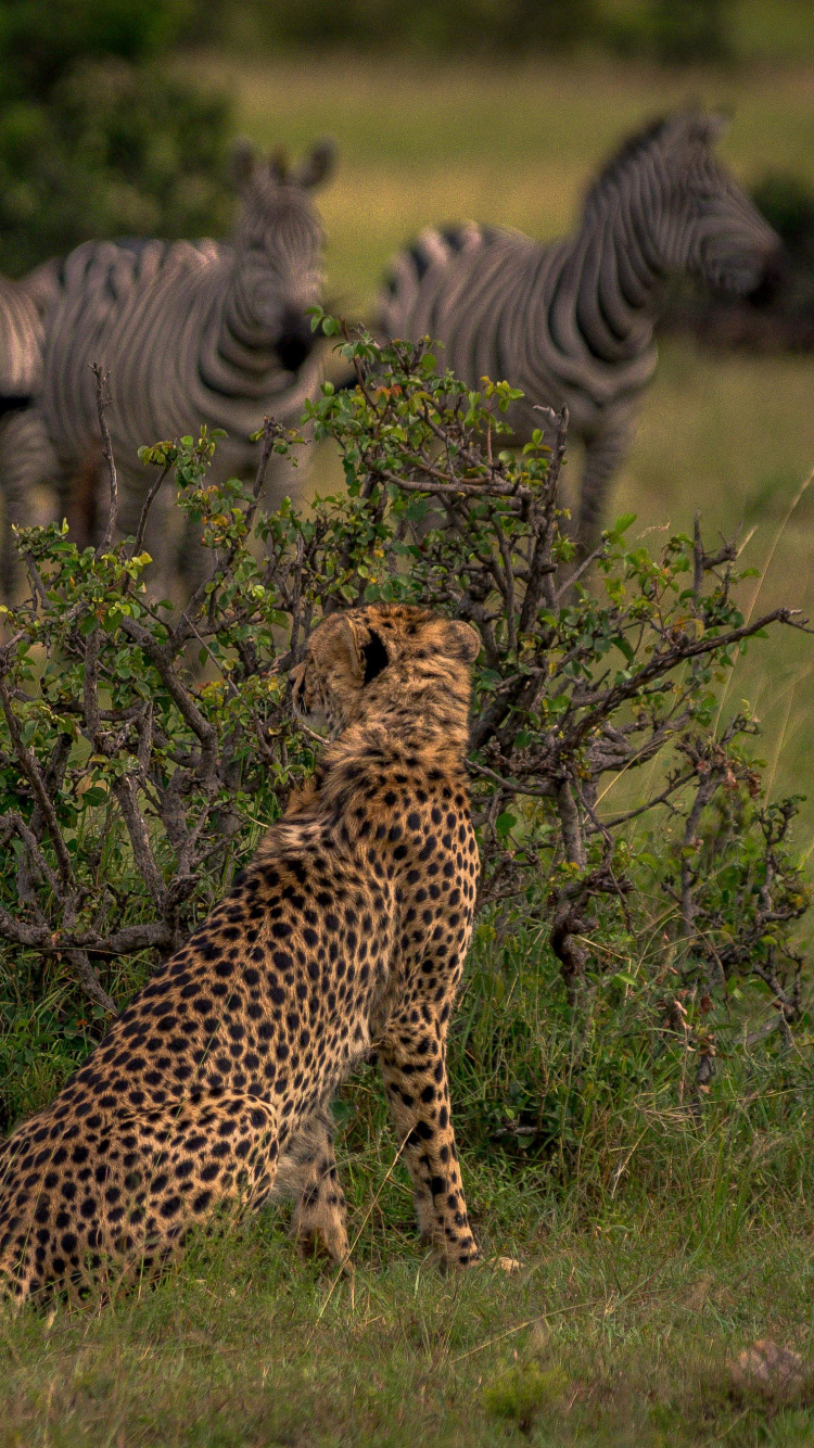 Zebra on Green Grass Field During Daytime. Wallpaper in 750x1334 Resolution