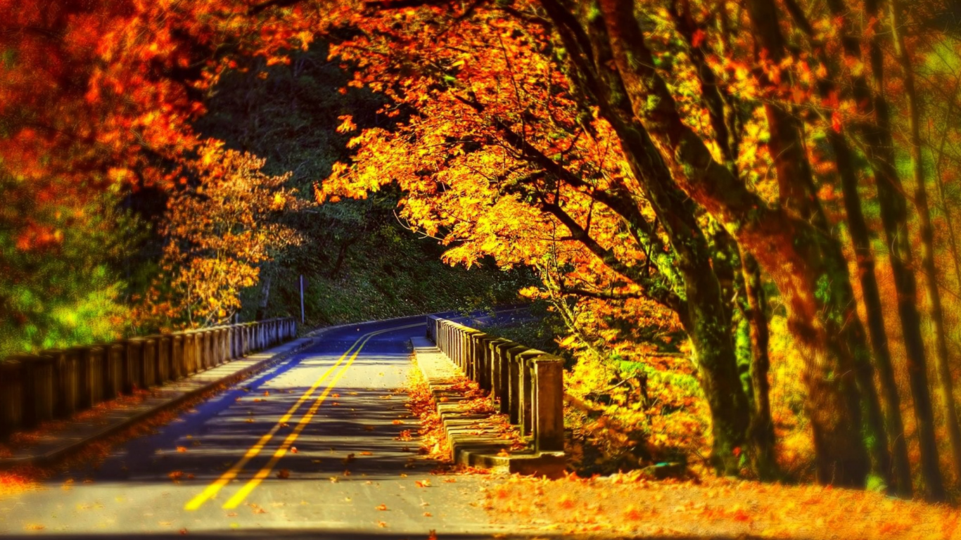 Brown Trees on The Side of The Road. Wallpaper in 1366x768 Resolution