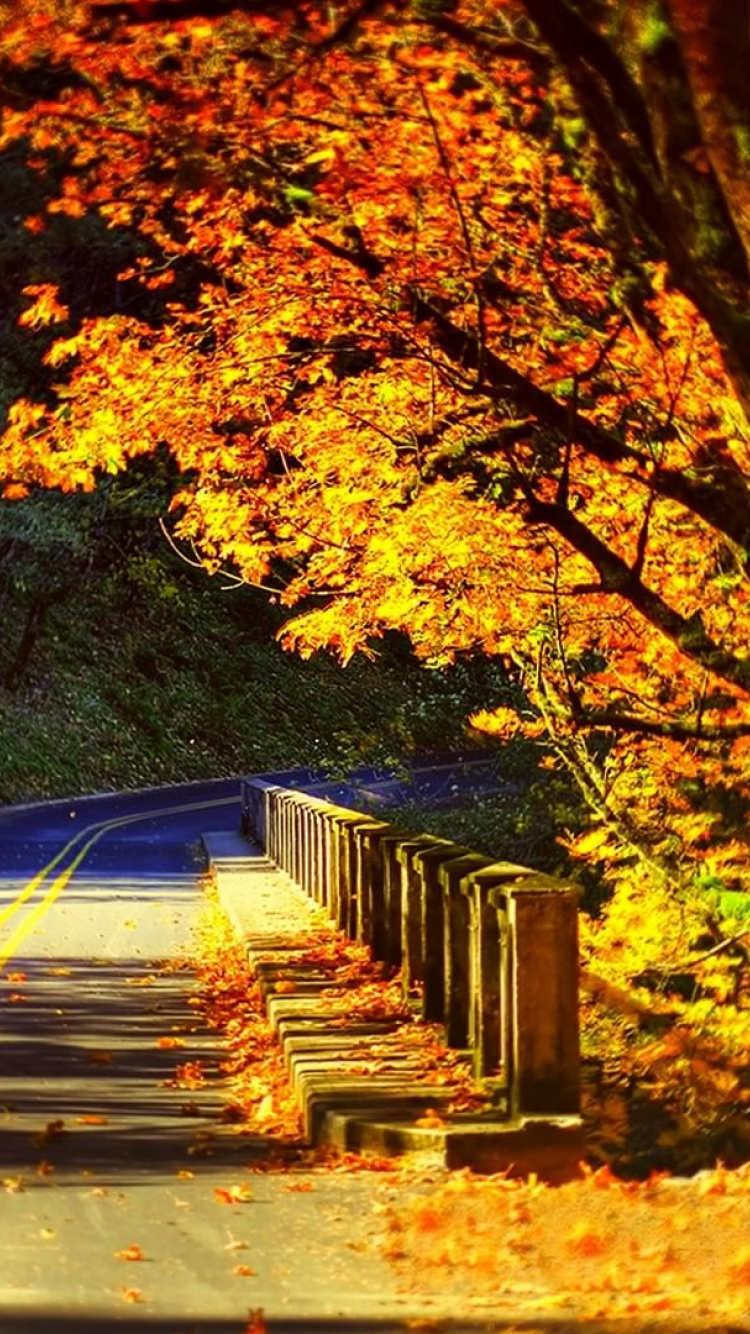 Brown Trees on The Side of The Road. Wallpaper in 750x1334 Resolution