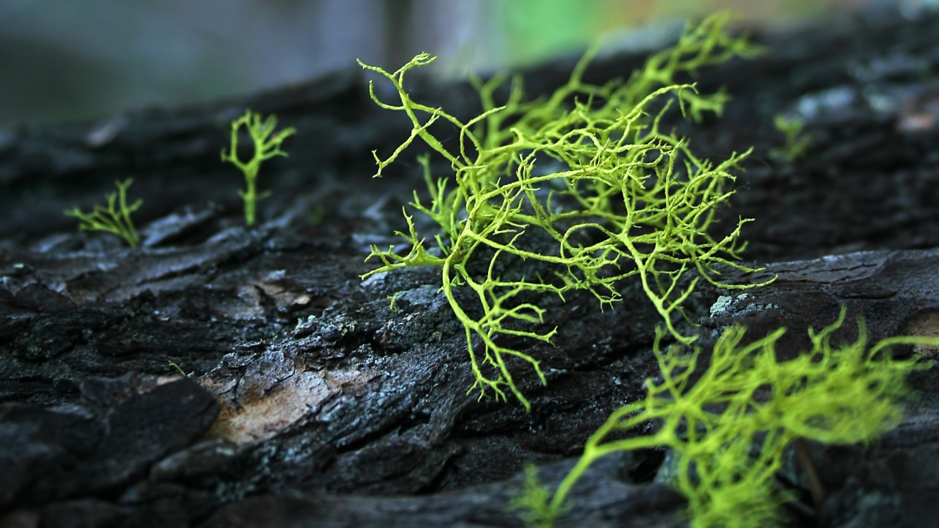 Green Plant on Black Rock. Wallpaper in 1366x768 Resolution