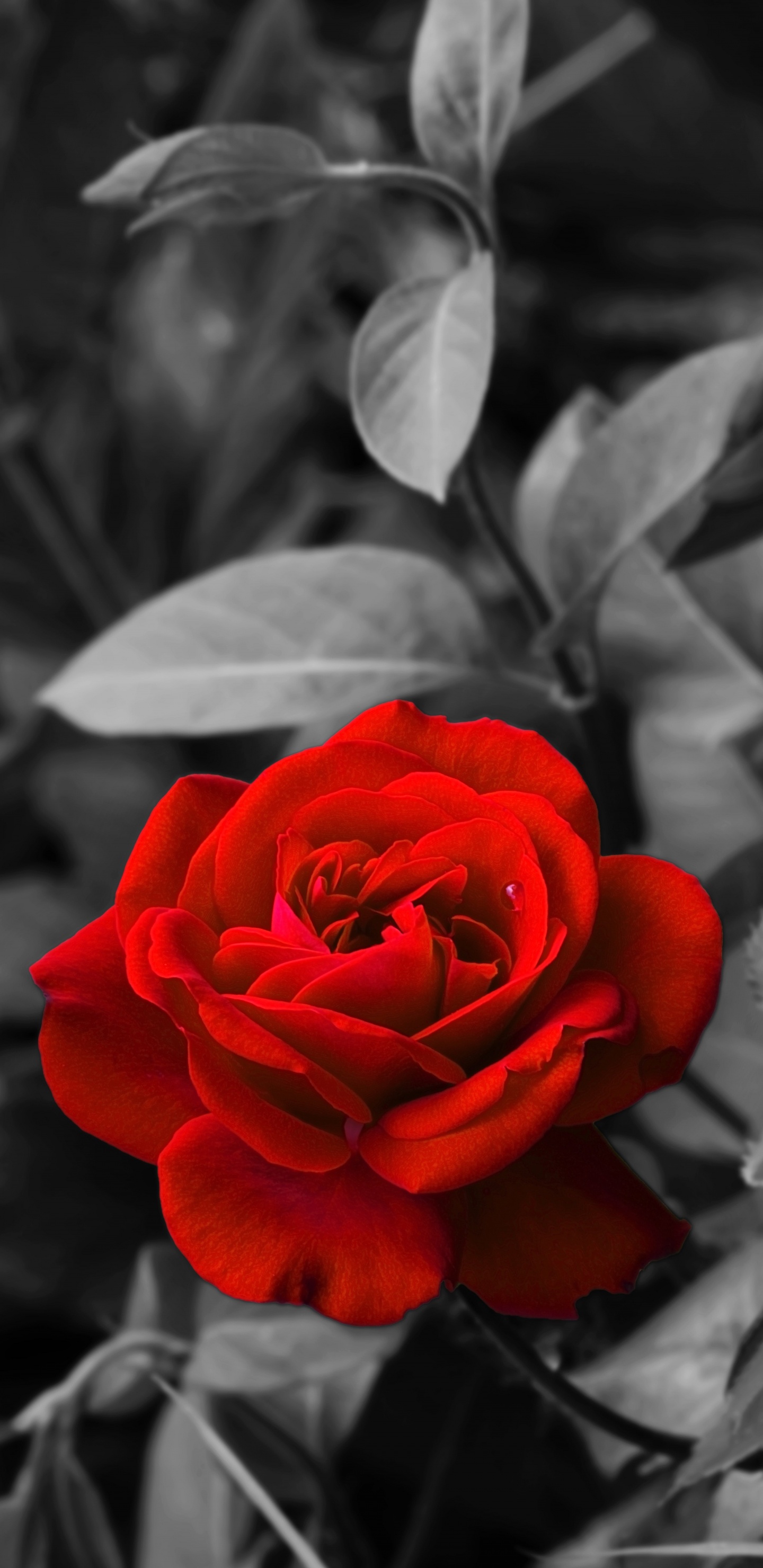 Rote Rose Blüht in Nahaufnahmen. Wallpaper in 1440x2960 Resolution