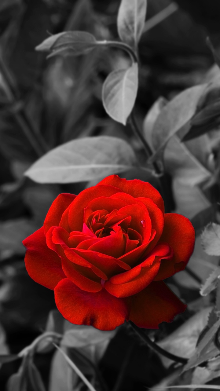 Rote Rose Blüht in Nahaufnahmen. Wallpaper in 720x1280 Resolution