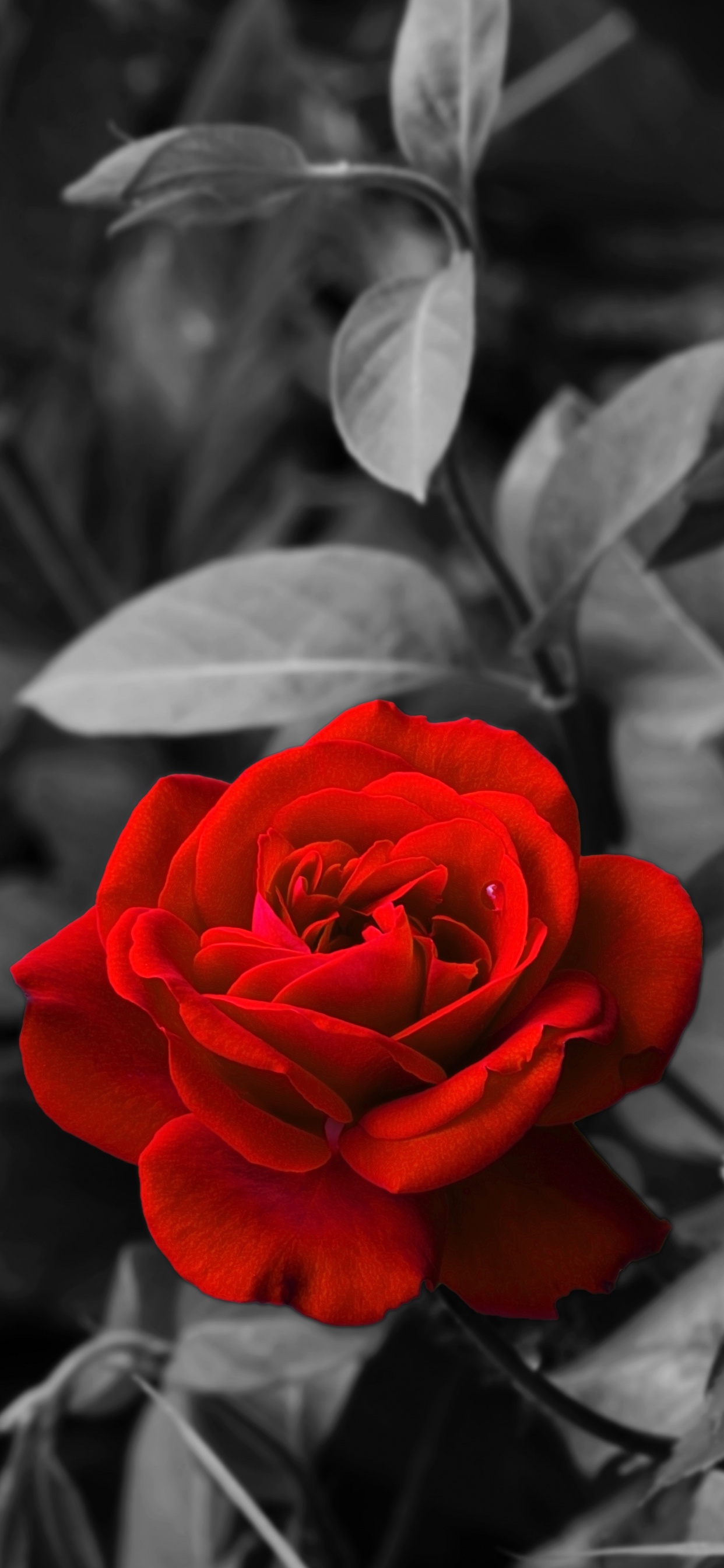 Rosa Roja en Flor en Fotografía de Cerca. Wallpaper in 1242x2688 Resolution