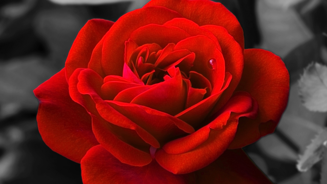 Rose Rouge en Fleur en Photographie Rapprochée. Wallpaper in 1366x768 Resolution