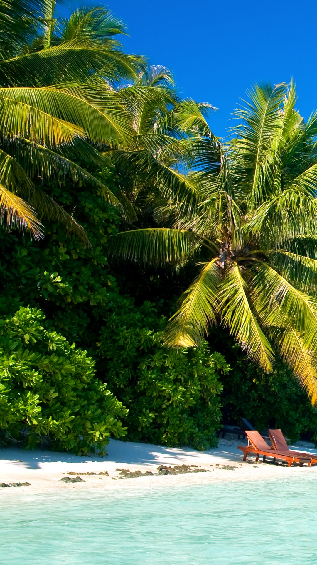 Green Palm Tree Near Body of Water During Daytime. Wallpaper in 1080x1920 Resolution