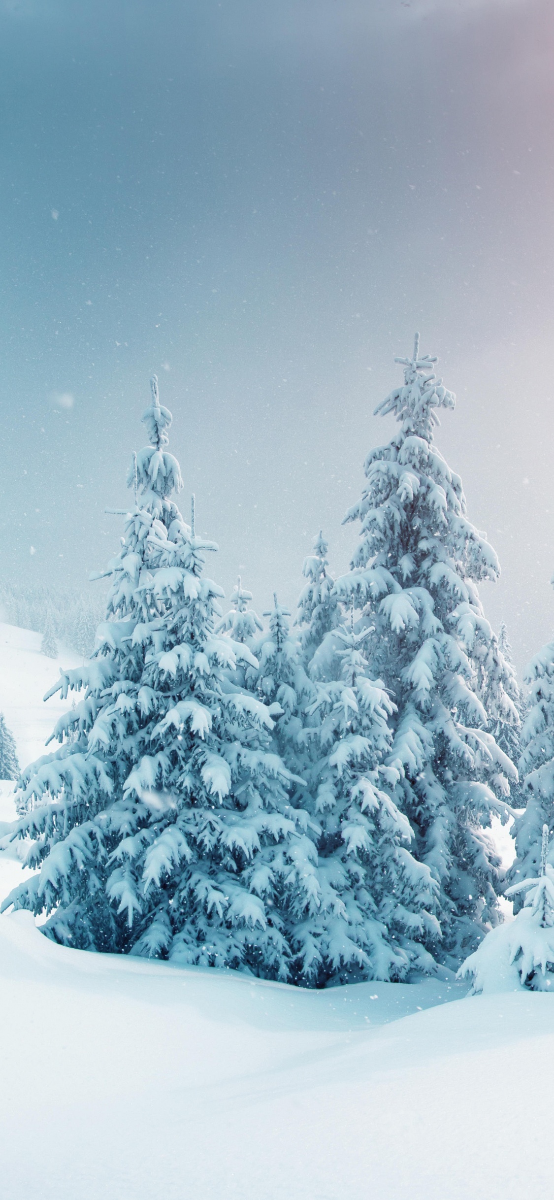 Pinos Cubiertos de Nieve Durante el Día. Wallpaper in 1125x2436 Resolution