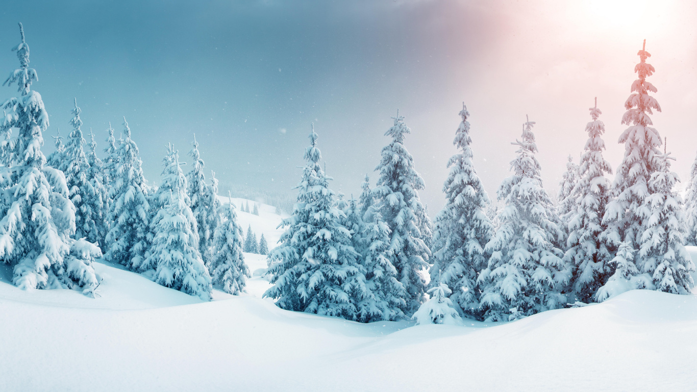 Pinos Cubiertos de Nieve Durante el Día. Wallpaper in 1366x768 Resolution