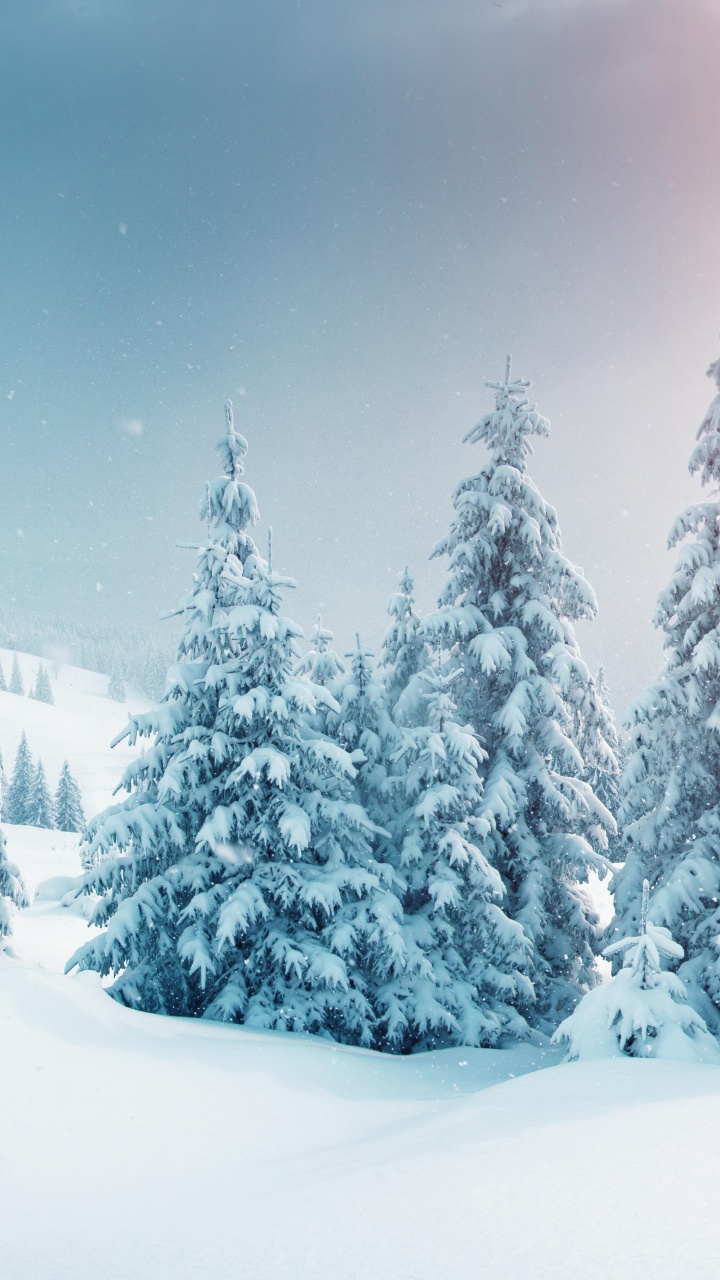 Snow Covered Pine Trees During Daytime. Wallpaper in 720x1280 Resolution