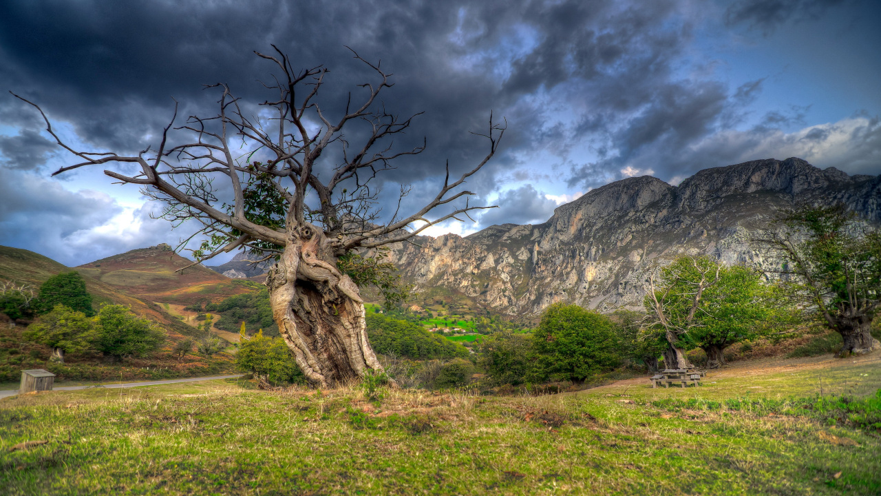 Árbol Sin Hojas en el Campo de Hierba Verde Cerca de la Montaña Rocosa Bajo el Cielo Nublado Gris. Wallpaper in 1280x720 Resolution