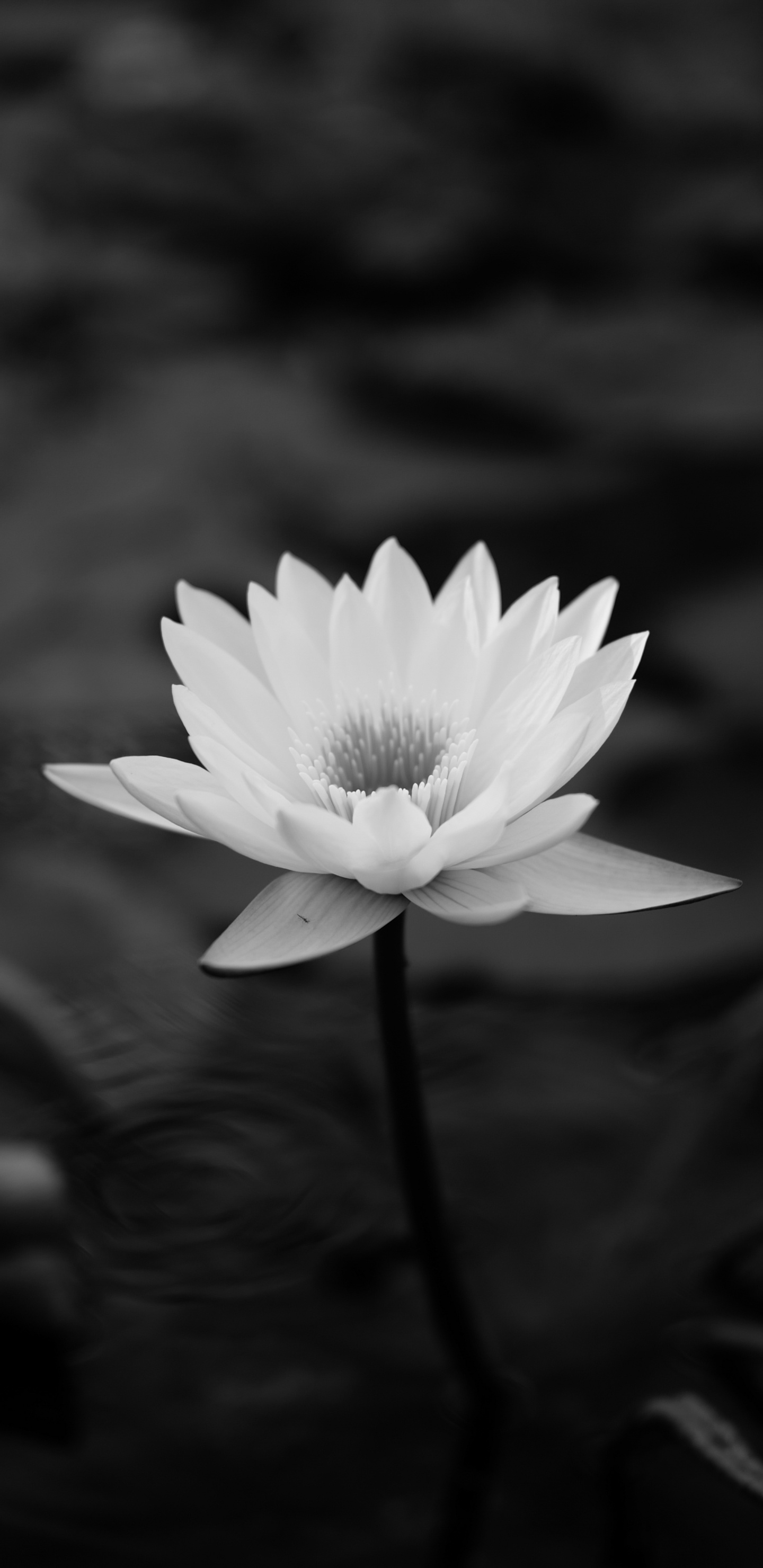 Foto en Escala de Grises de Flor Blanca. Wallpaper in 1440x2960 Resolution