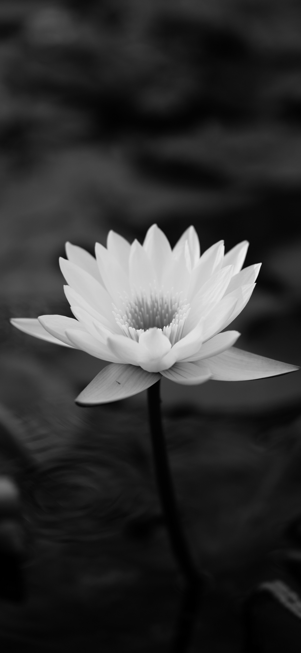 Grayscale Photo of White Flower. Wallpaper in 1242x2688 Resolution