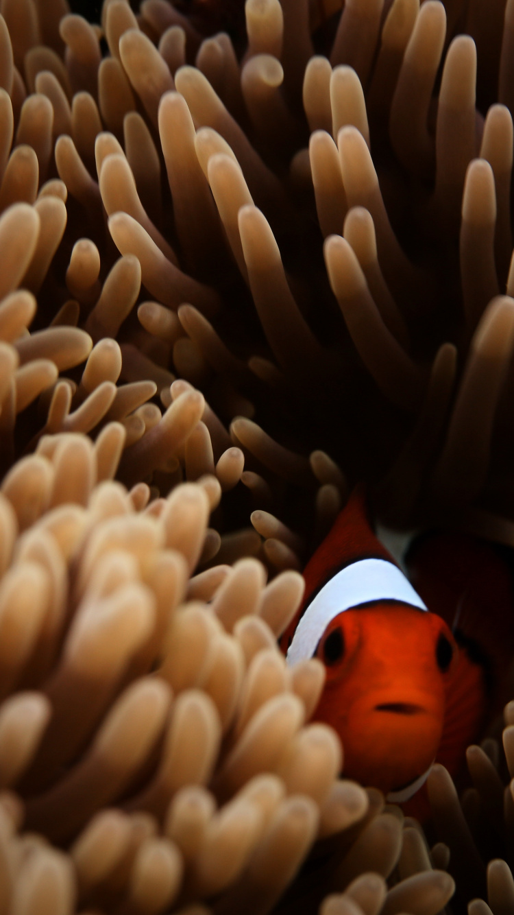 Poisson Clown Sur le Récif de Corail Brun. Wallpaper in 750x1334 Resolution