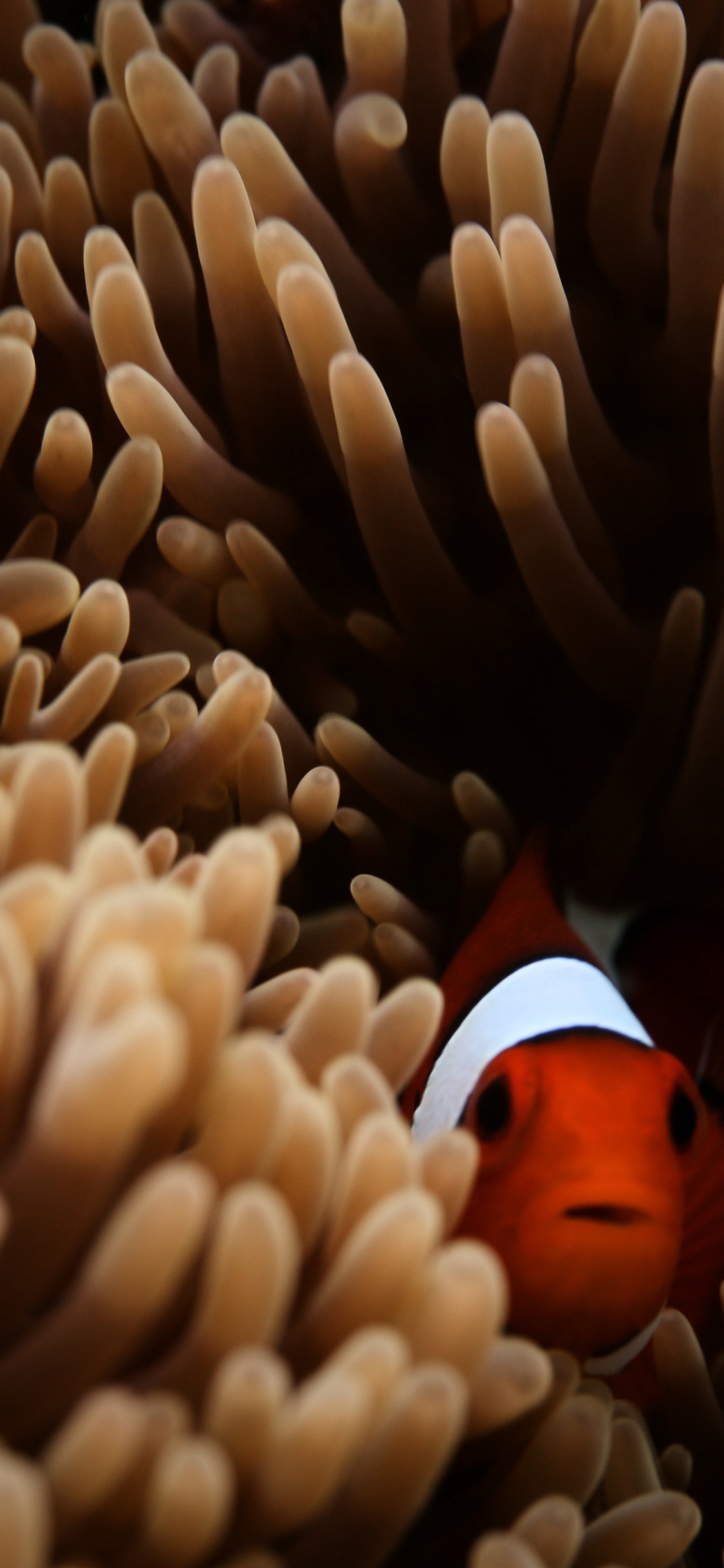 Clownfisch am Braunen Korallenriff Re. Wallpaper in 1125x2436 Resolution
