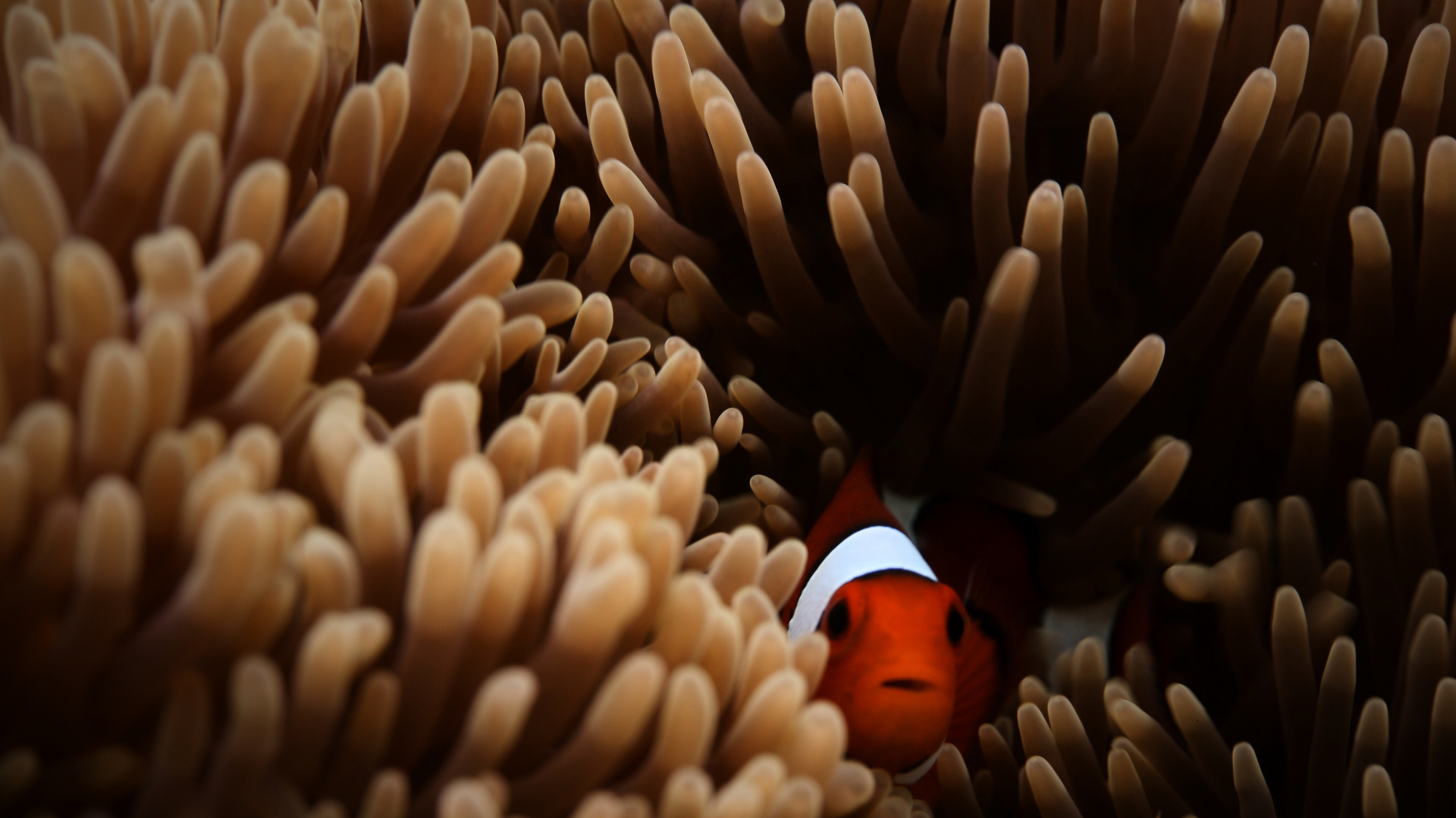 水下, Pomacentridae, 珊瑚, 海洋生物学, 水族馆 壁纸 1920x1080 允许