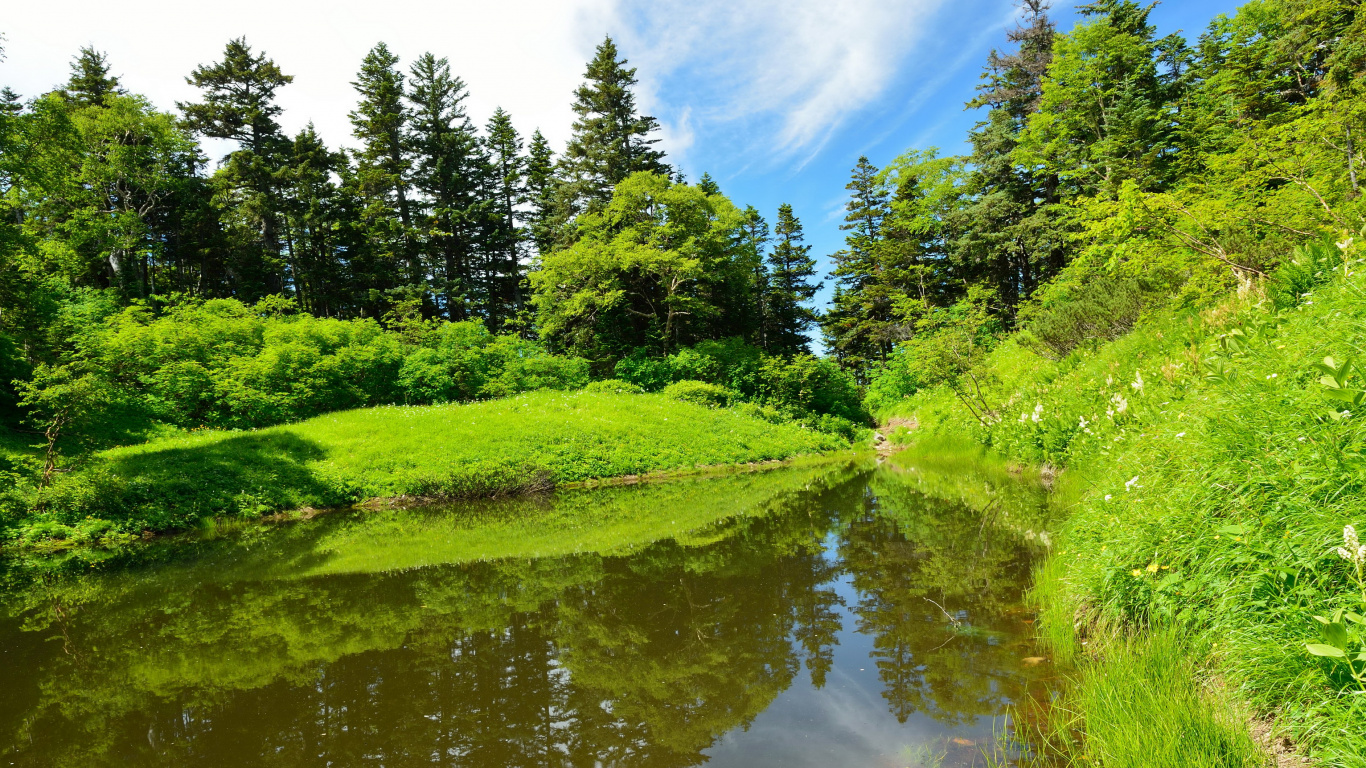 Tagsüber Grüne Wiese Und Bäume Neben Dem Fluss Unter Blauem Himmel. Wallpaper in 1366x768 Resolution