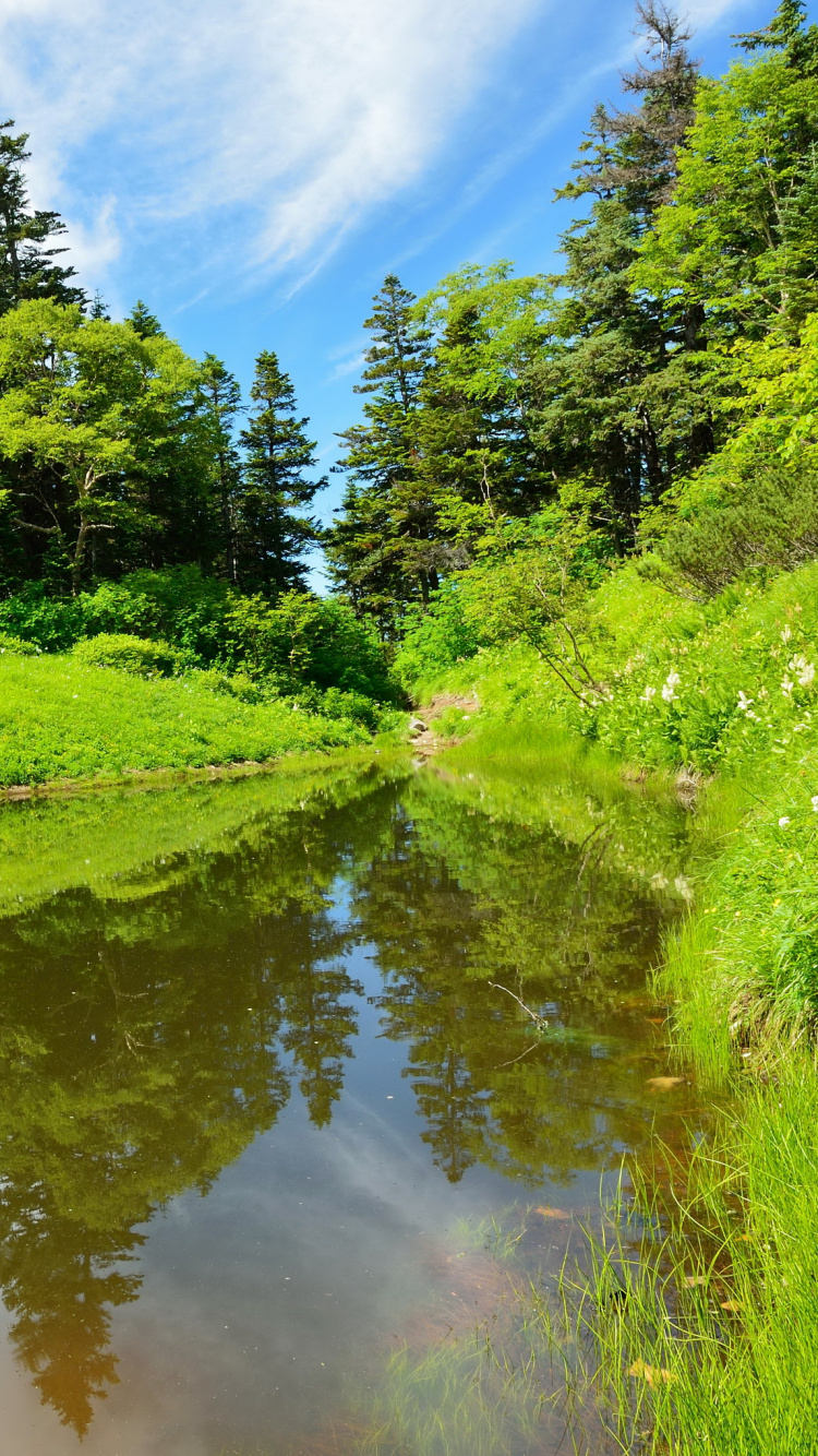 Tagsüber Grüne Wiese Und Bäume Neben Dem Fluss Unter Blauem Himmel. Wallpaper in 750x1334 Resolution