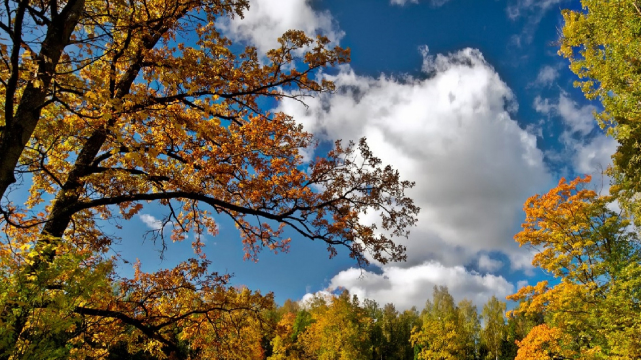 Grüne Und Gelbe Bäume Unter Blauem Himmel Und Weißen Wolken Tagsüber. Wallpaper in 1280x720 Resolution