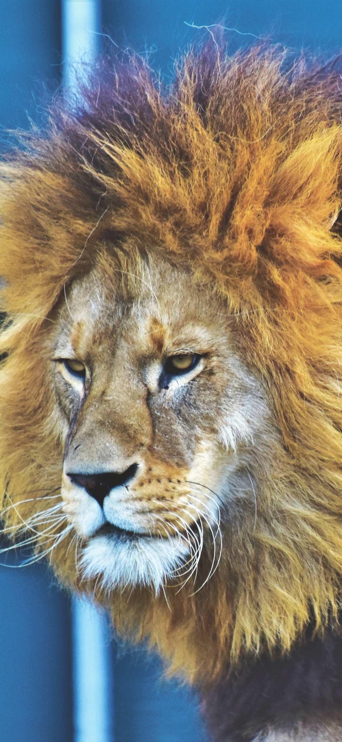 Lion Dans L'objectif à Basculement. Wallpaper in 1125x2436 Resolution