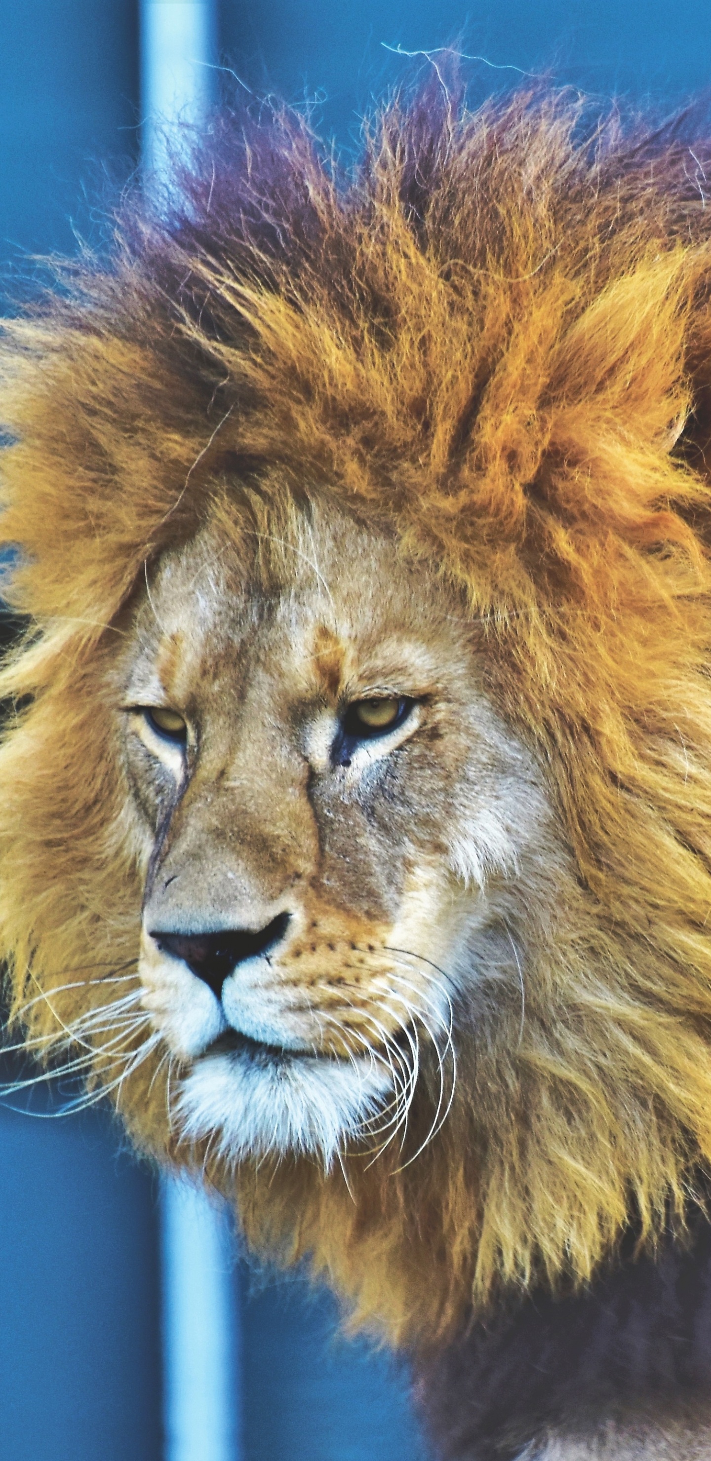 Lion Dans L'objectif à Basculement. Wallpaper in 1440x2960 Resolution