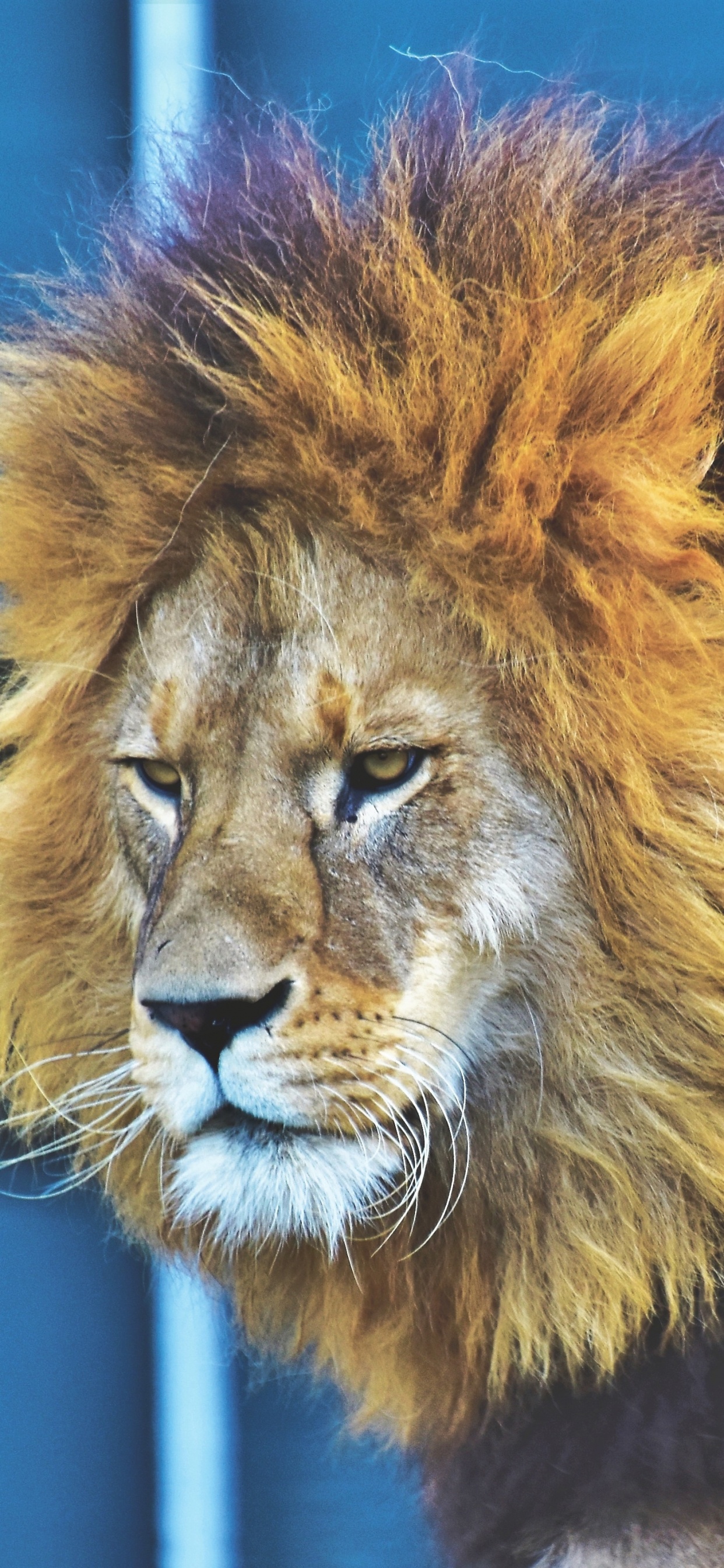 Lion in Tilt Shift Lens. Wallpaper in 1242x2688 Resolution