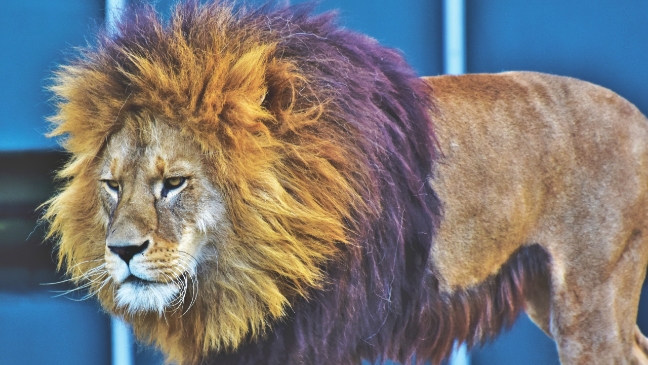 Lion in Tilt Shift Lens. Wallpaper in 1280x720 Resolution