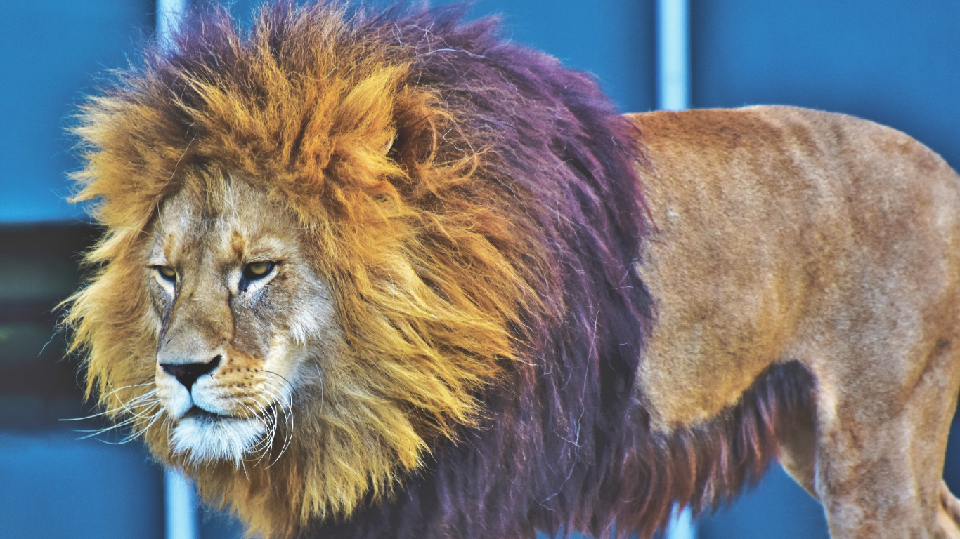 Lion in Tilt Shift Lens. Wallpaper in 1366x768 Resolution