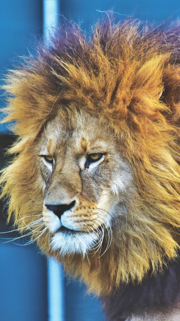 Lion in Tilt Shift Lens. Wallpaper in 750x1334 Resolution