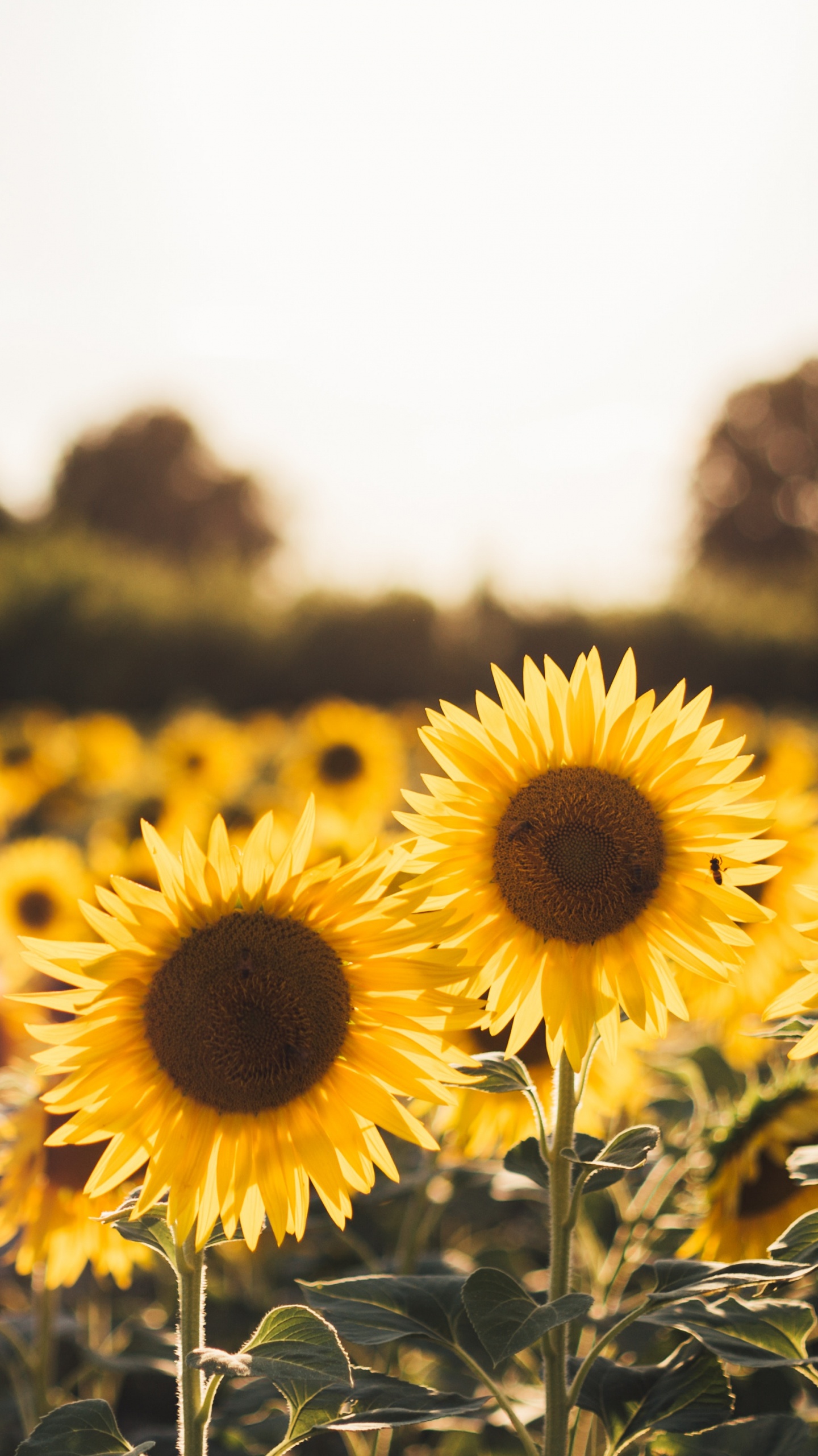 Champ de Tournesol Jaune Pendant la Journée. Wallpaper in 1440x2560 Resolution