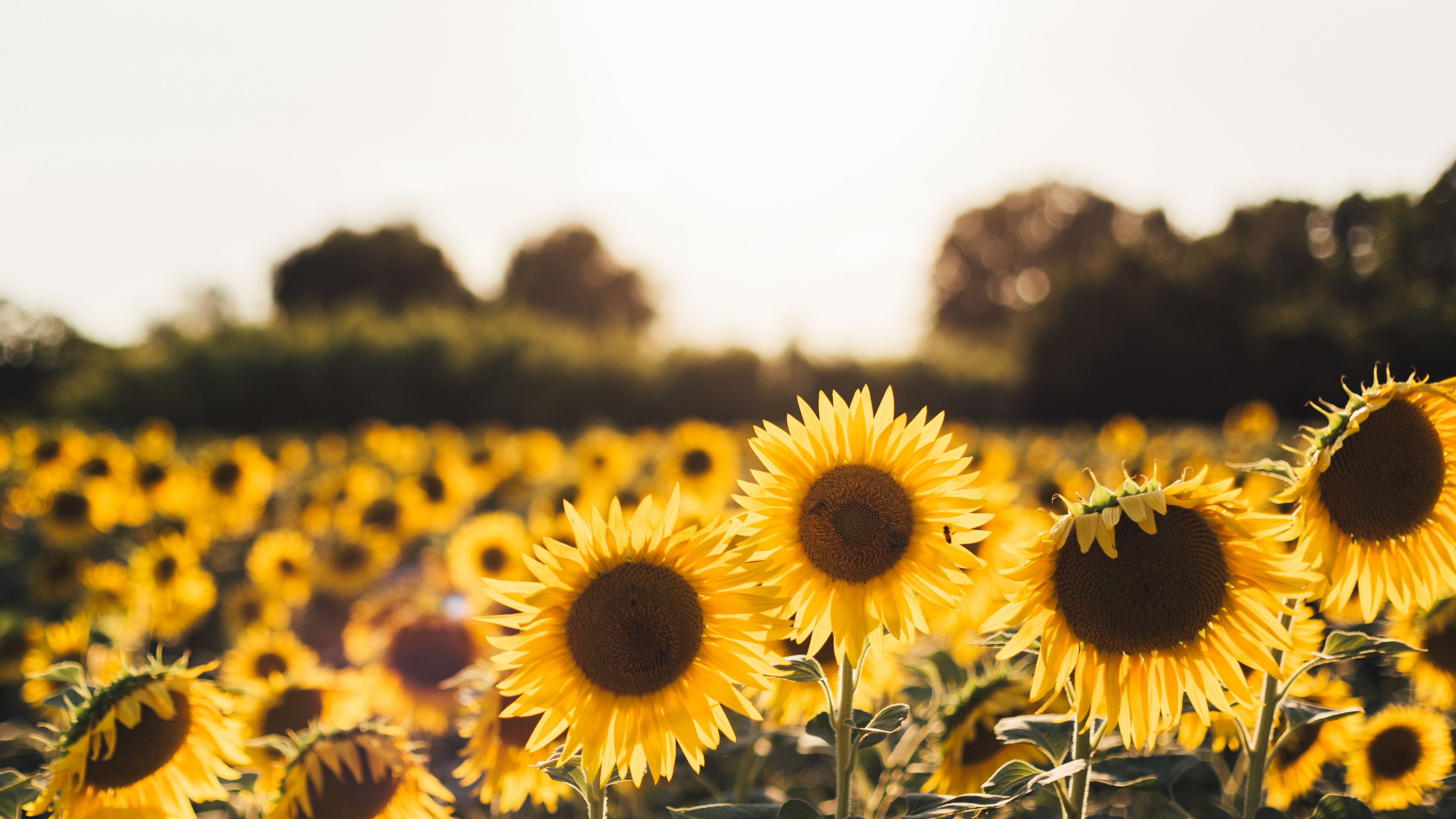 Yellow Sunflower Field During Daytime. Wallpaper in 3840x2160 Resolution