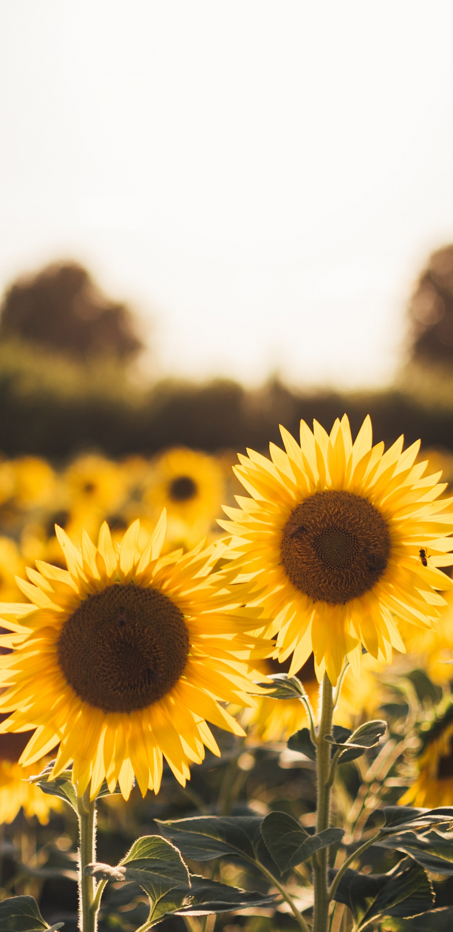Campo de Girasol Amarillo Durante el Día. Wallpaper in 1440x2960 Resolution