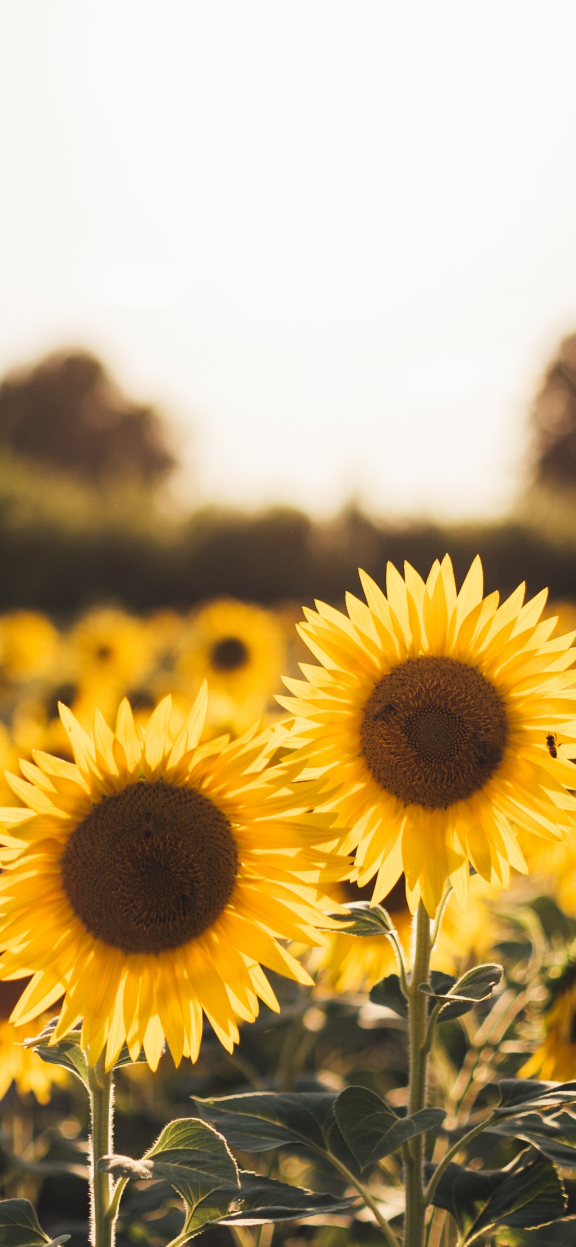 Gelbes Sonnenblumenfeld Tagsüber. Wallpaper in 1125x2436 Resolution