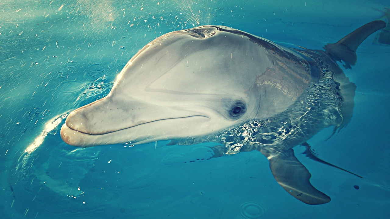 Grauer Delphin im Blauen Wasser. Wallpaper in 1280x720 Resolution